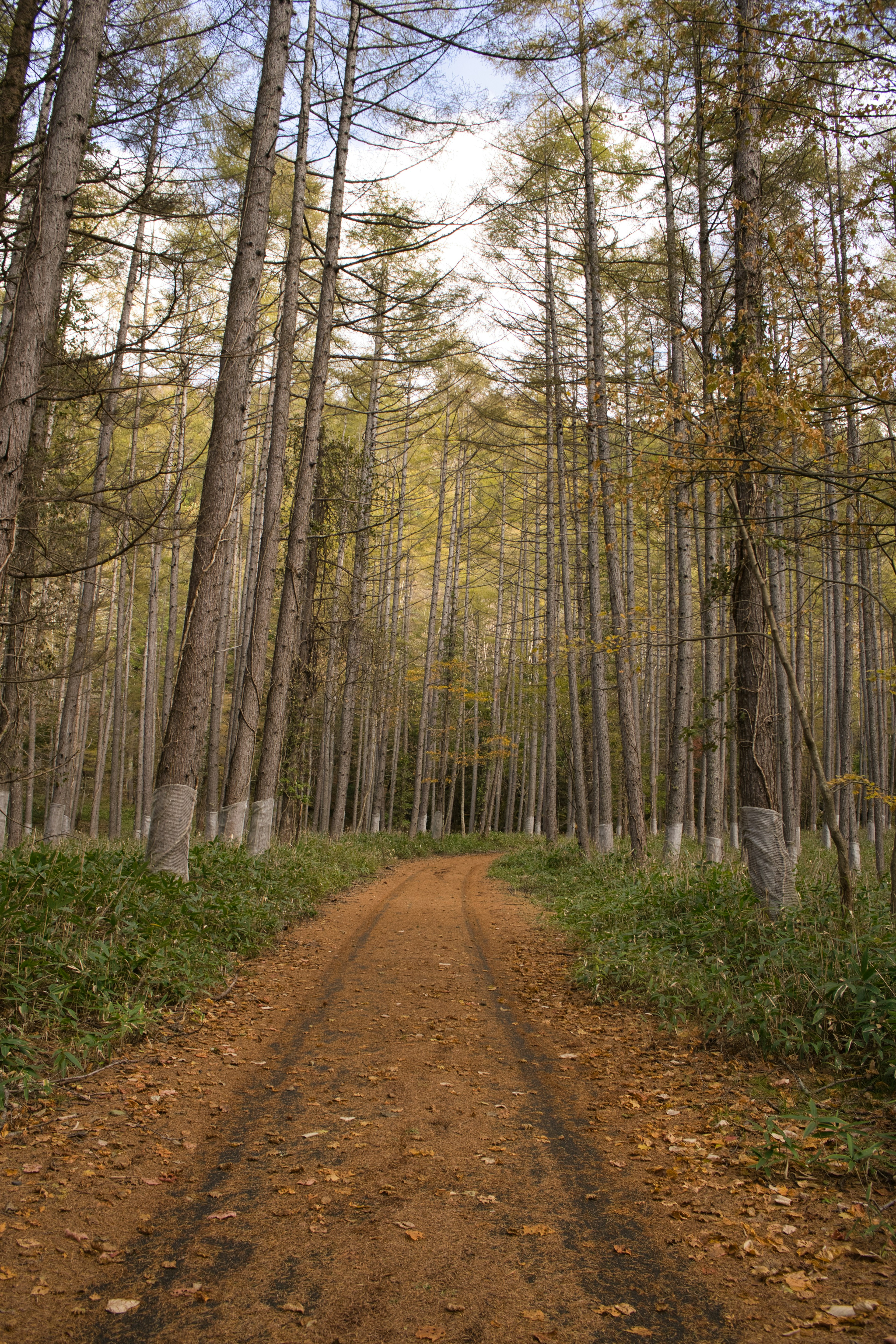 Ein gewundener Erdweg umgeben von hohen Bäumen im Herbst