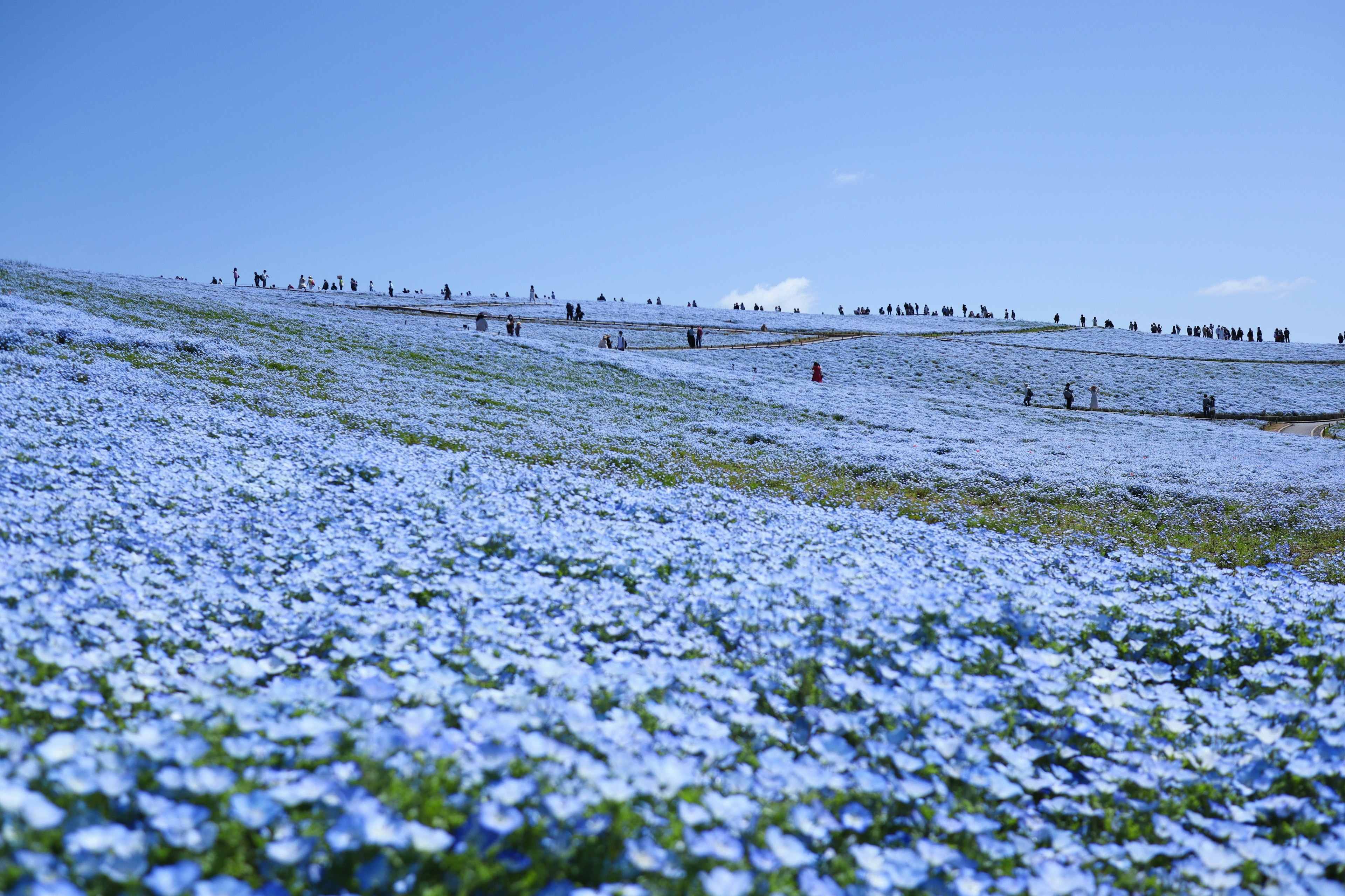 Eine Landschaft mit blauen Blumen und Menschen, die gehen