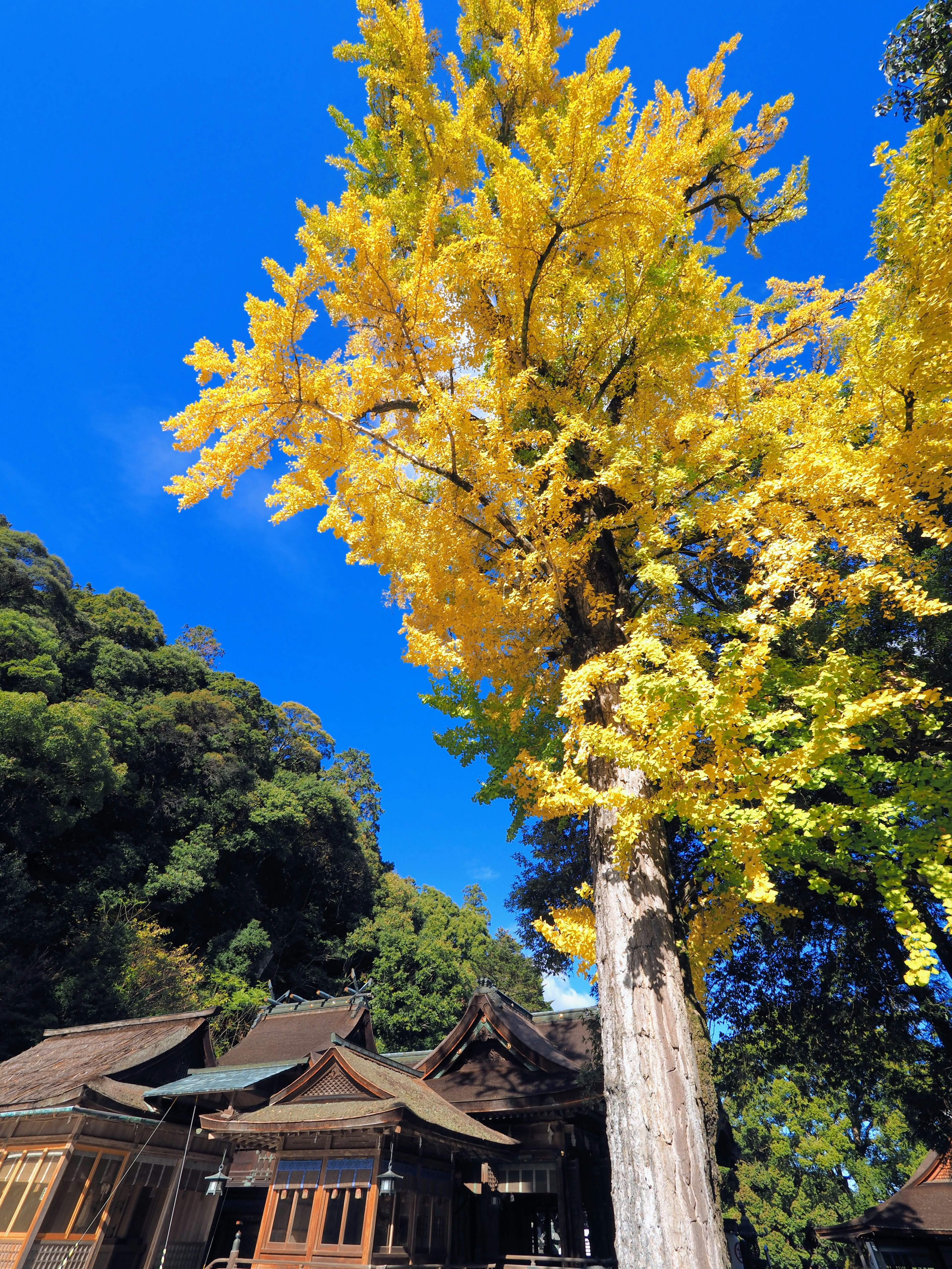 Ein schöner gelber Ginkgo-Baum vor einem blauen Himmel und traditionellen Gebäuden