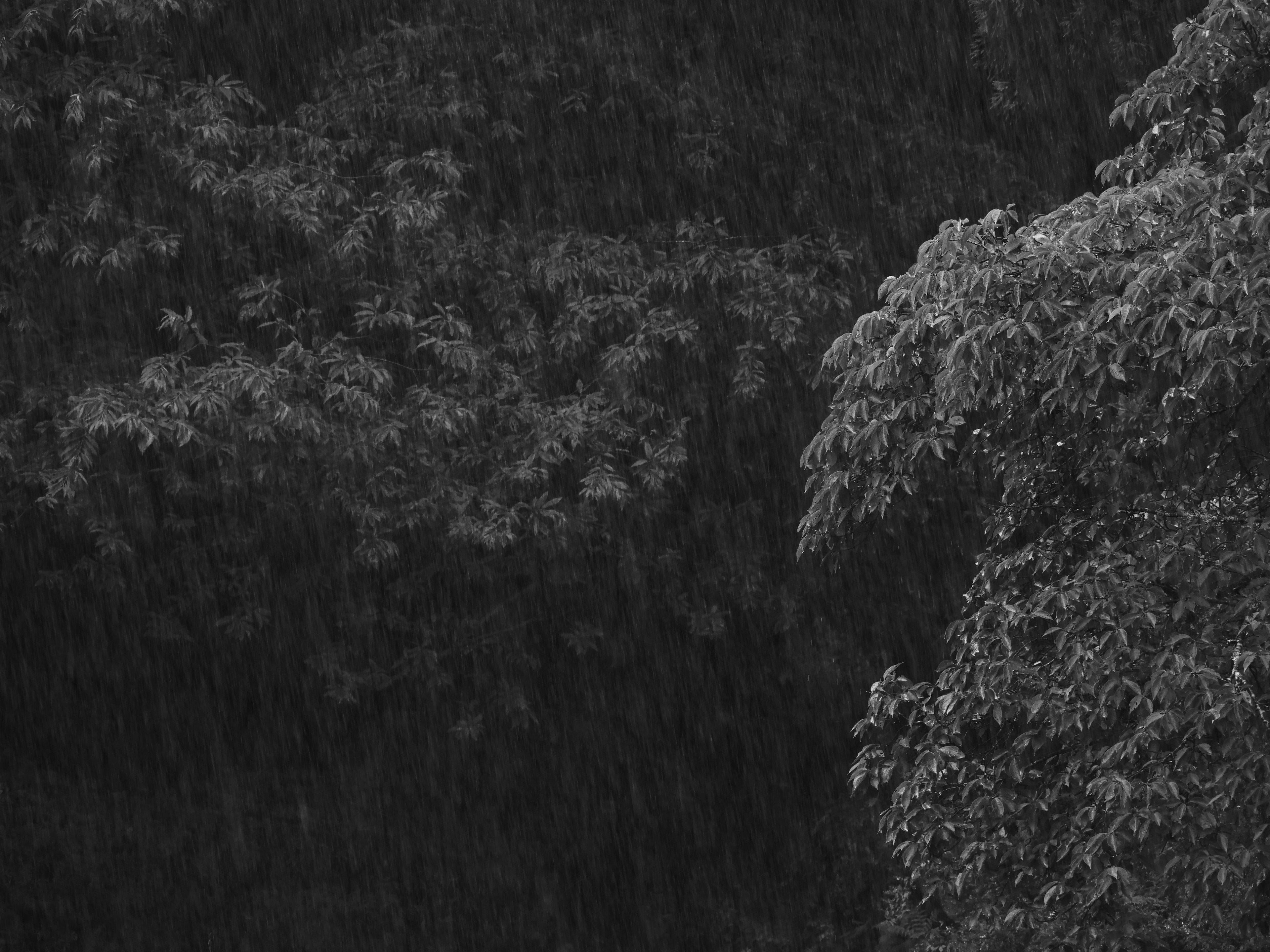 雨の中の木々のシルエットが見える黒白の風景