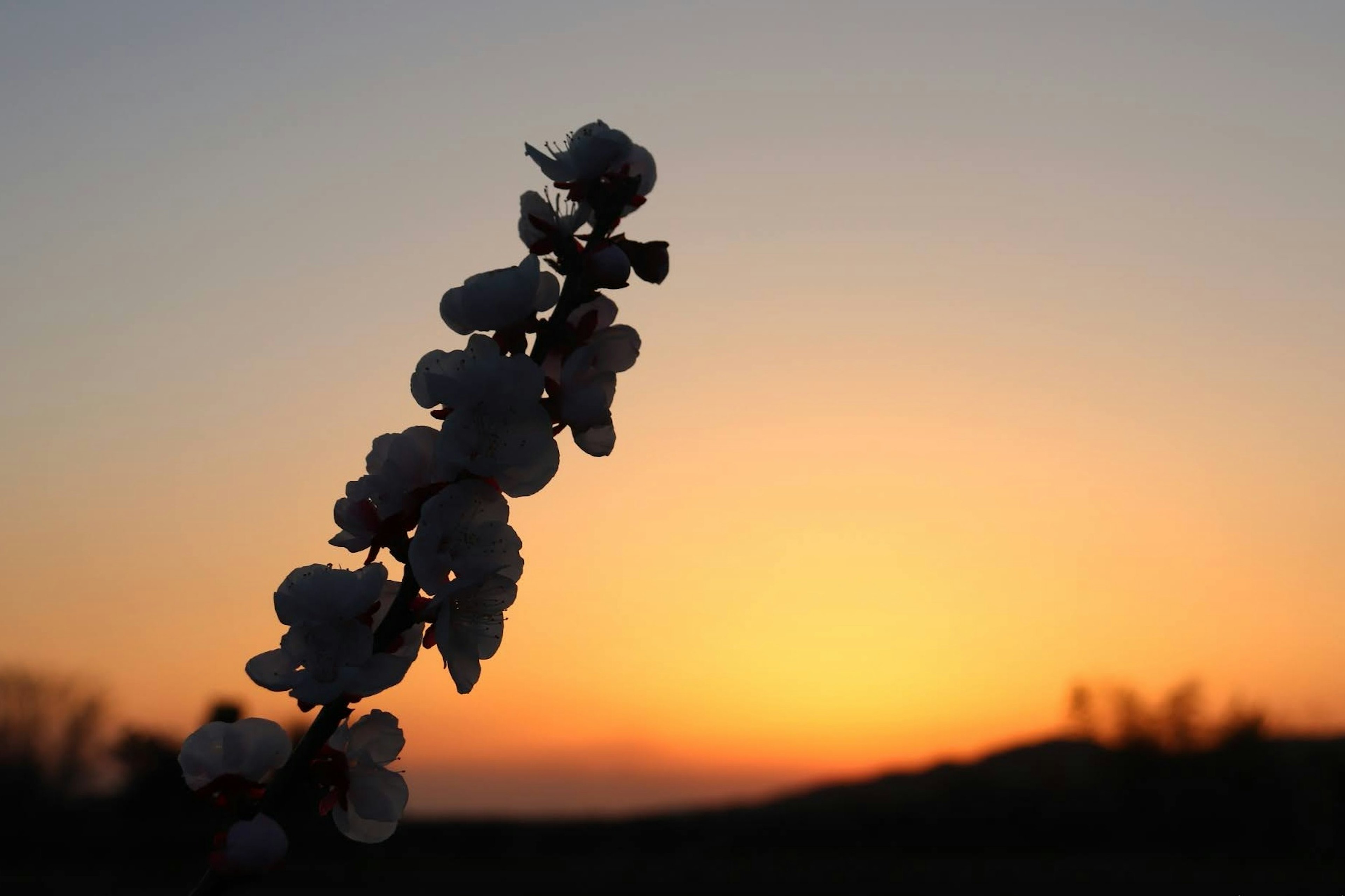 夕焼けを背景にした白い花のシルエット