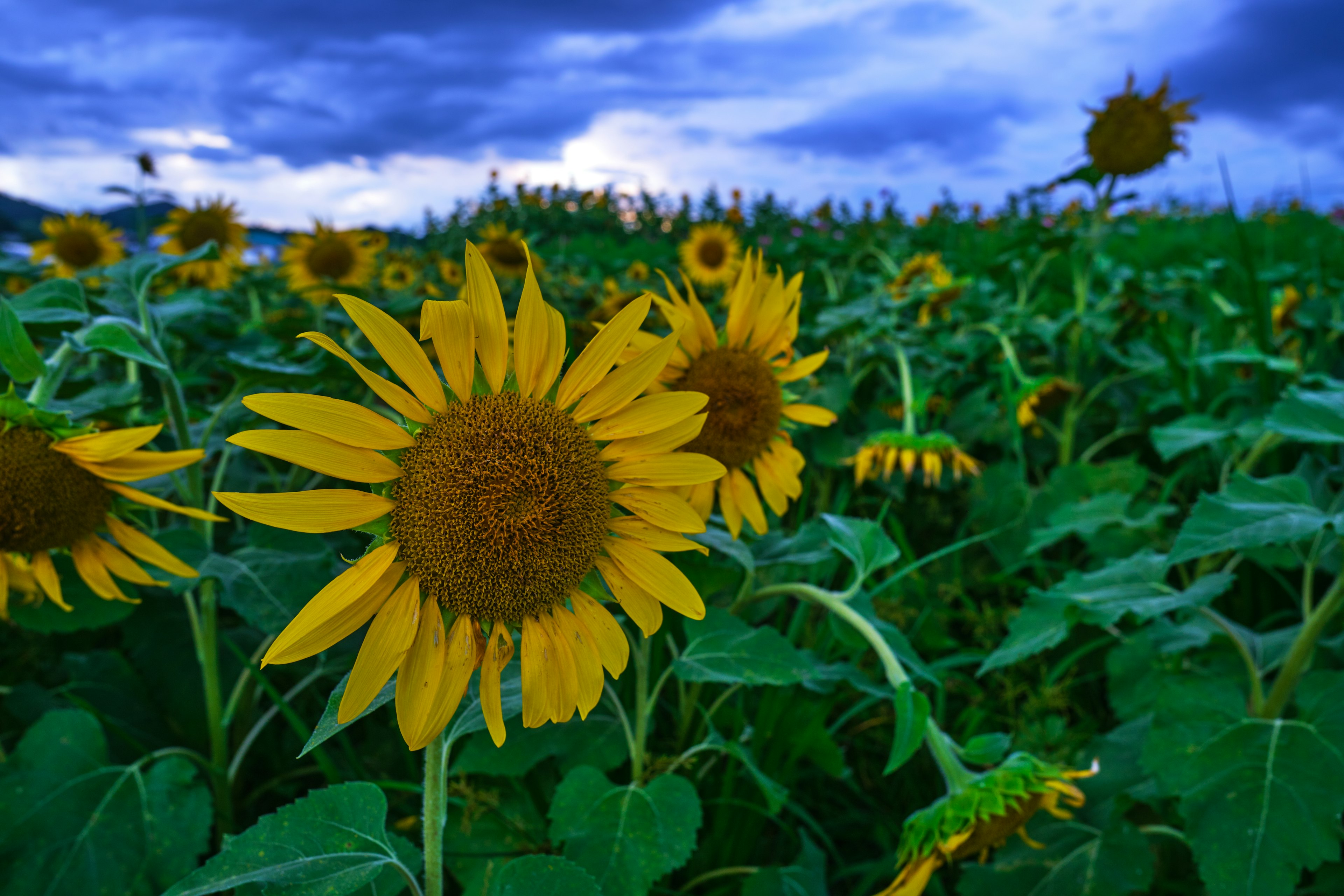 Expansive sunflower field under a blue sky