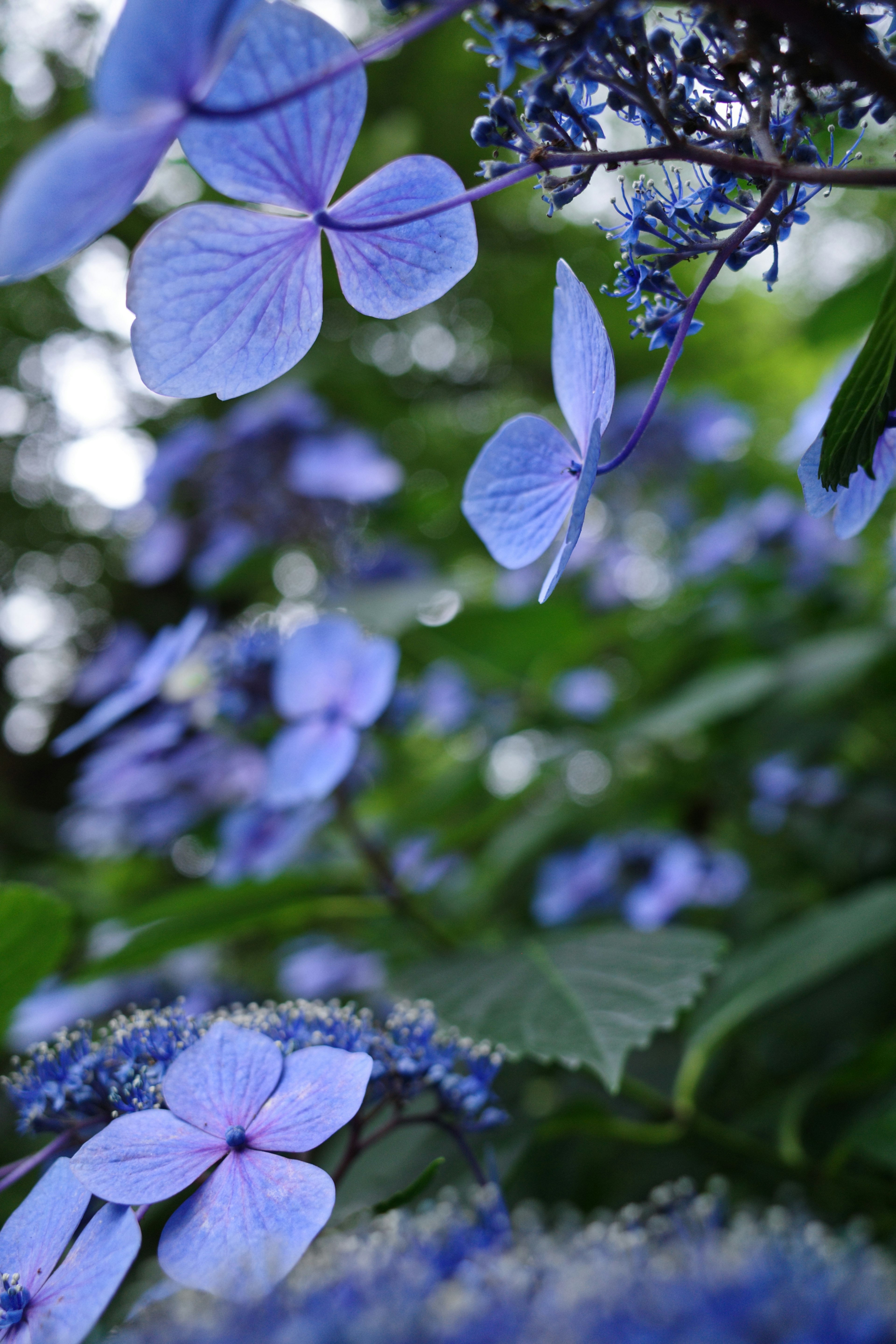 青い花と緑の葉が美しく調和する風景