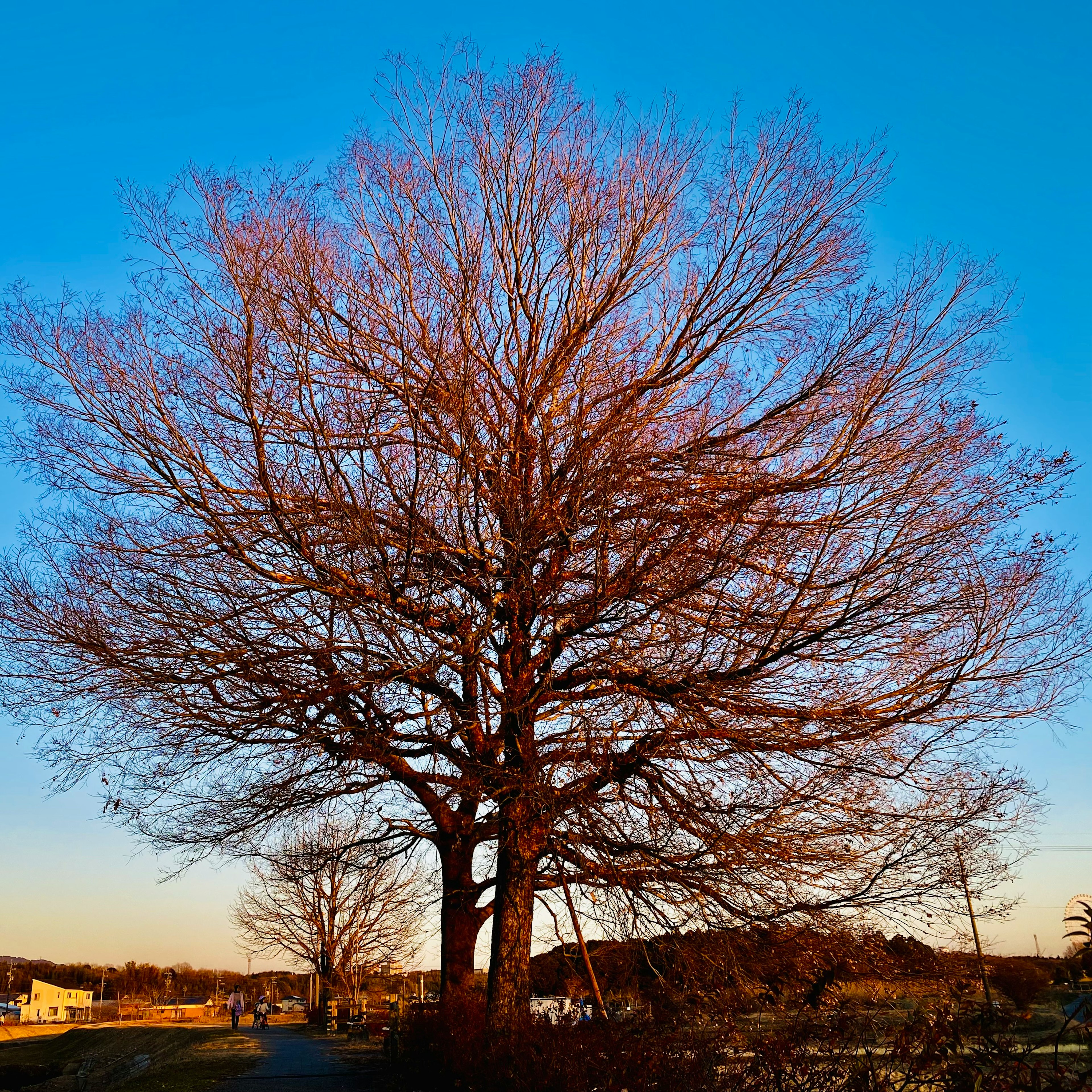 Silhouette eines großen Baumes unter einem winterlichen blauen Himmel