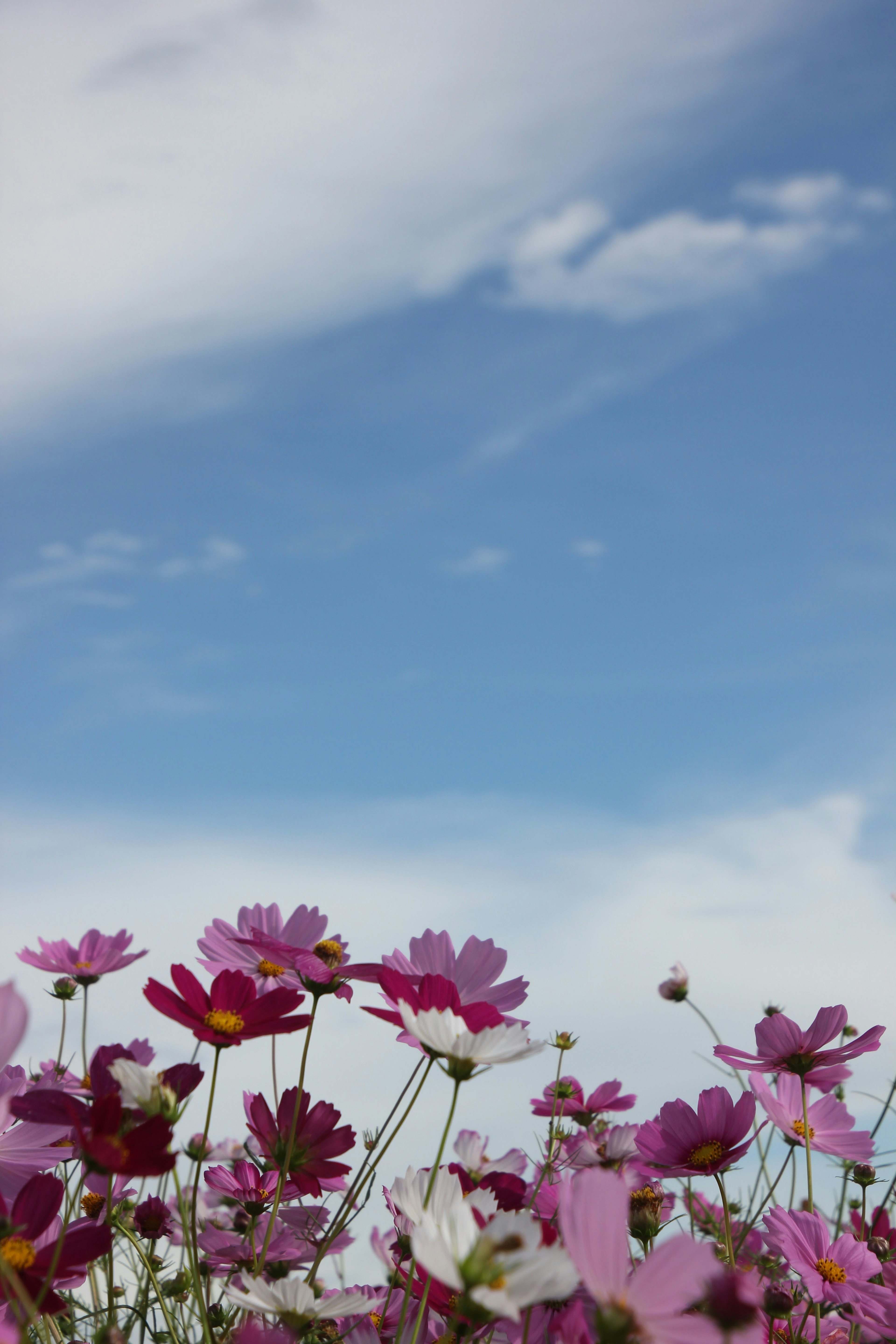 Bunte Kosmosblüten blühen unter einem blauen Himmel