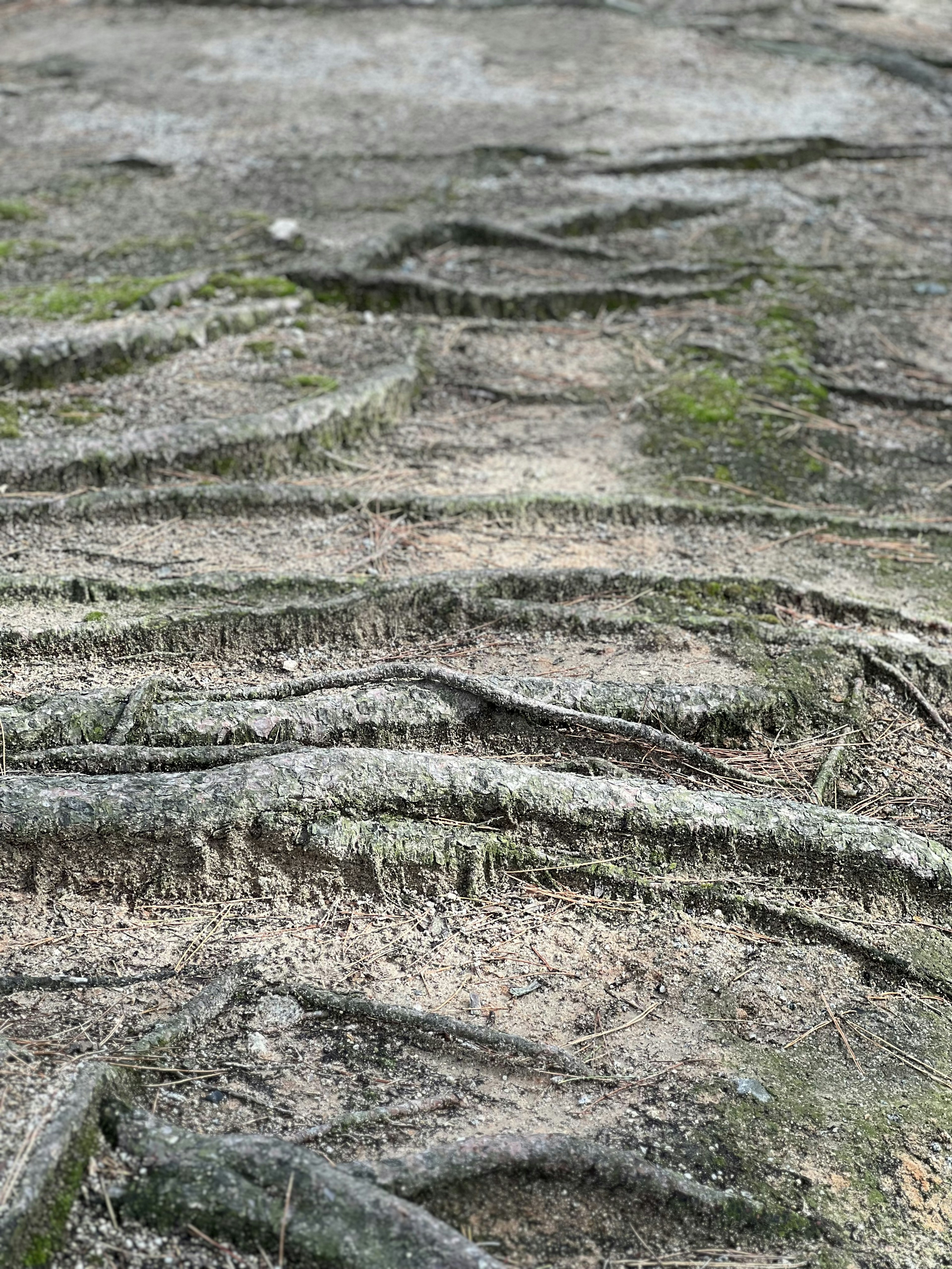 Schemi e texture dettagliate delle radici degli alberi che si estendono sul terreno