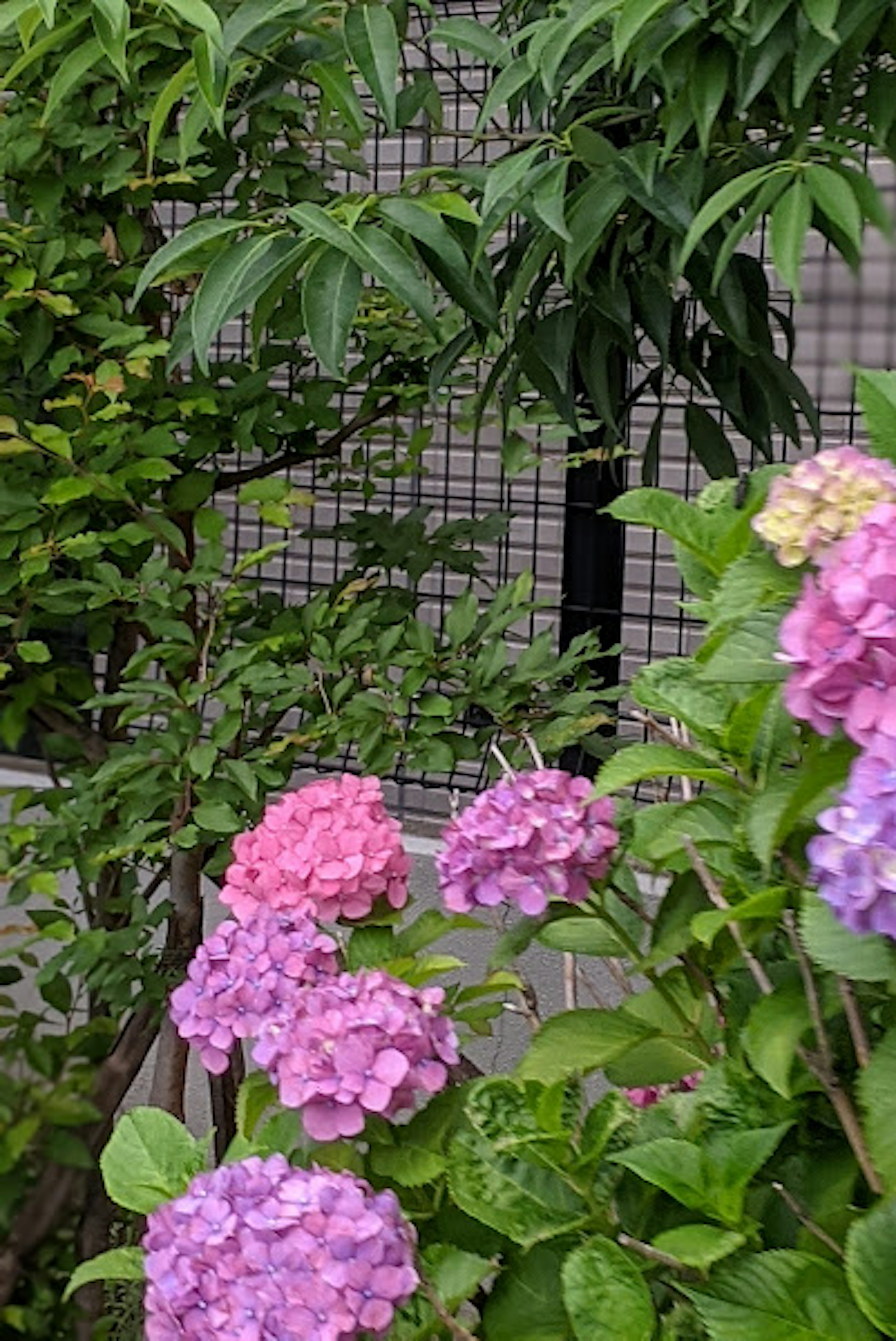 色とりどりのあじさいの花と緑の植物がある庭の風景