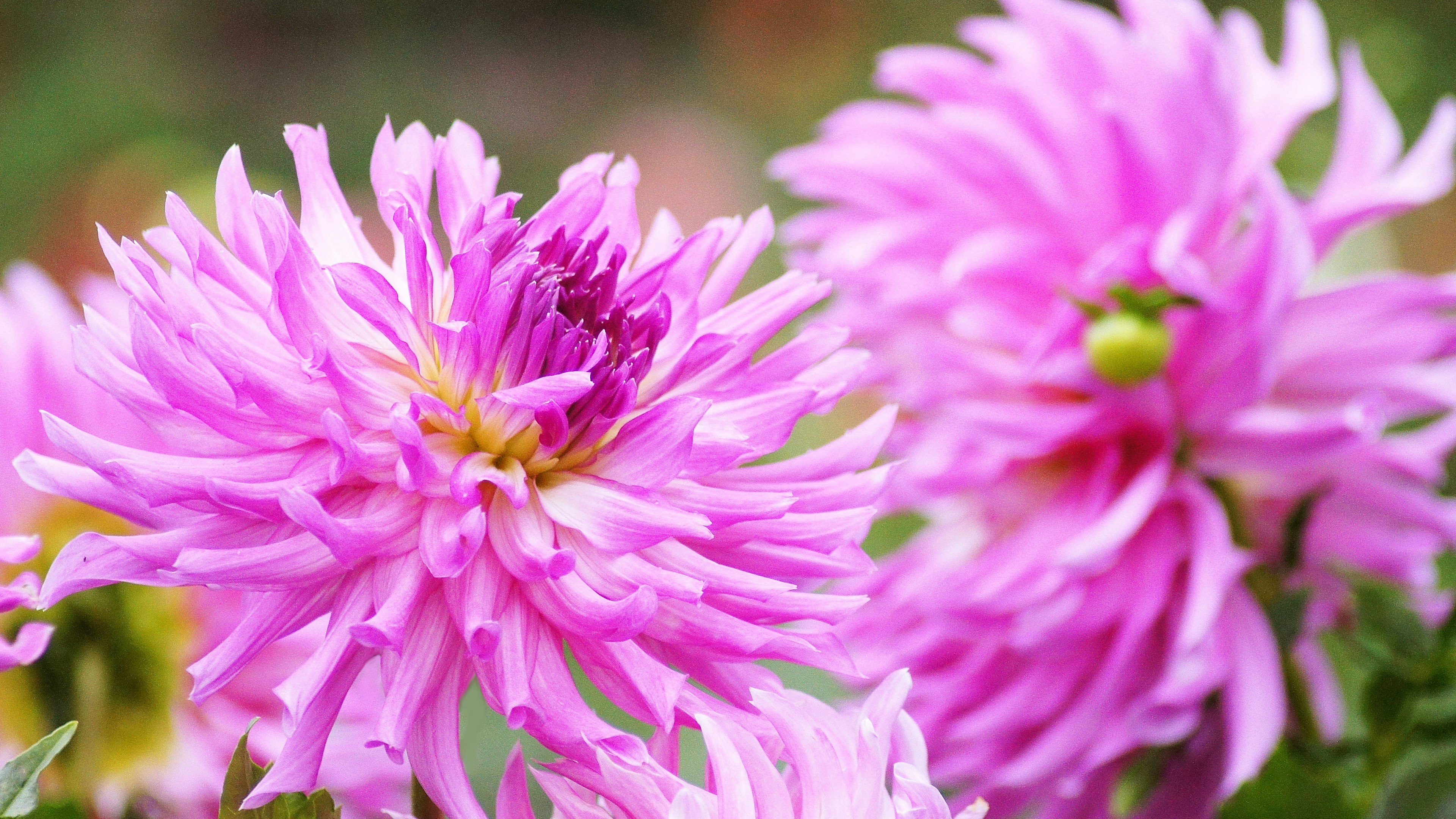 Dua bunga dahlia pink cerah sedang mekar