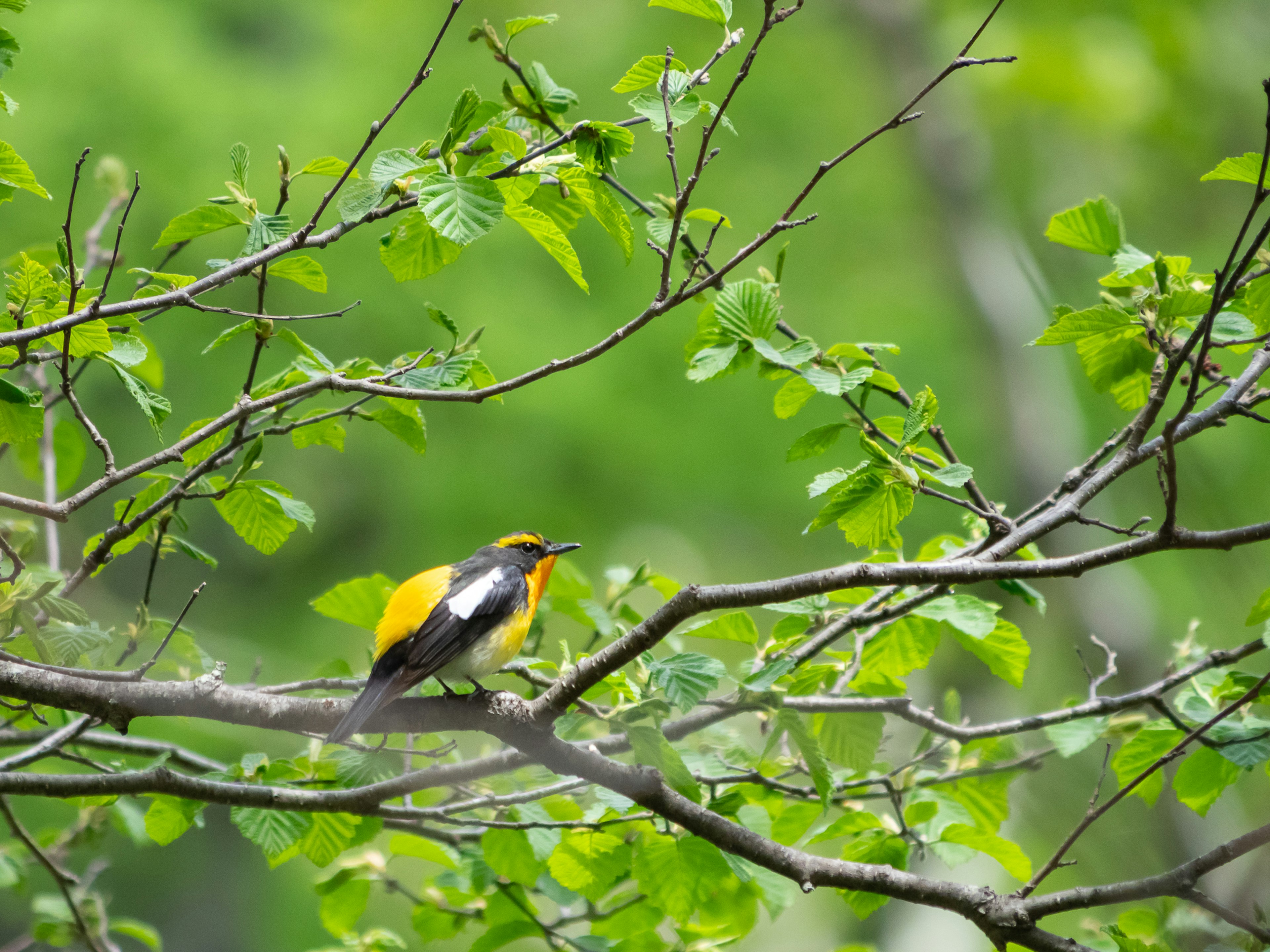 Oiseau orange et noir perché parmi des feuilles vertes