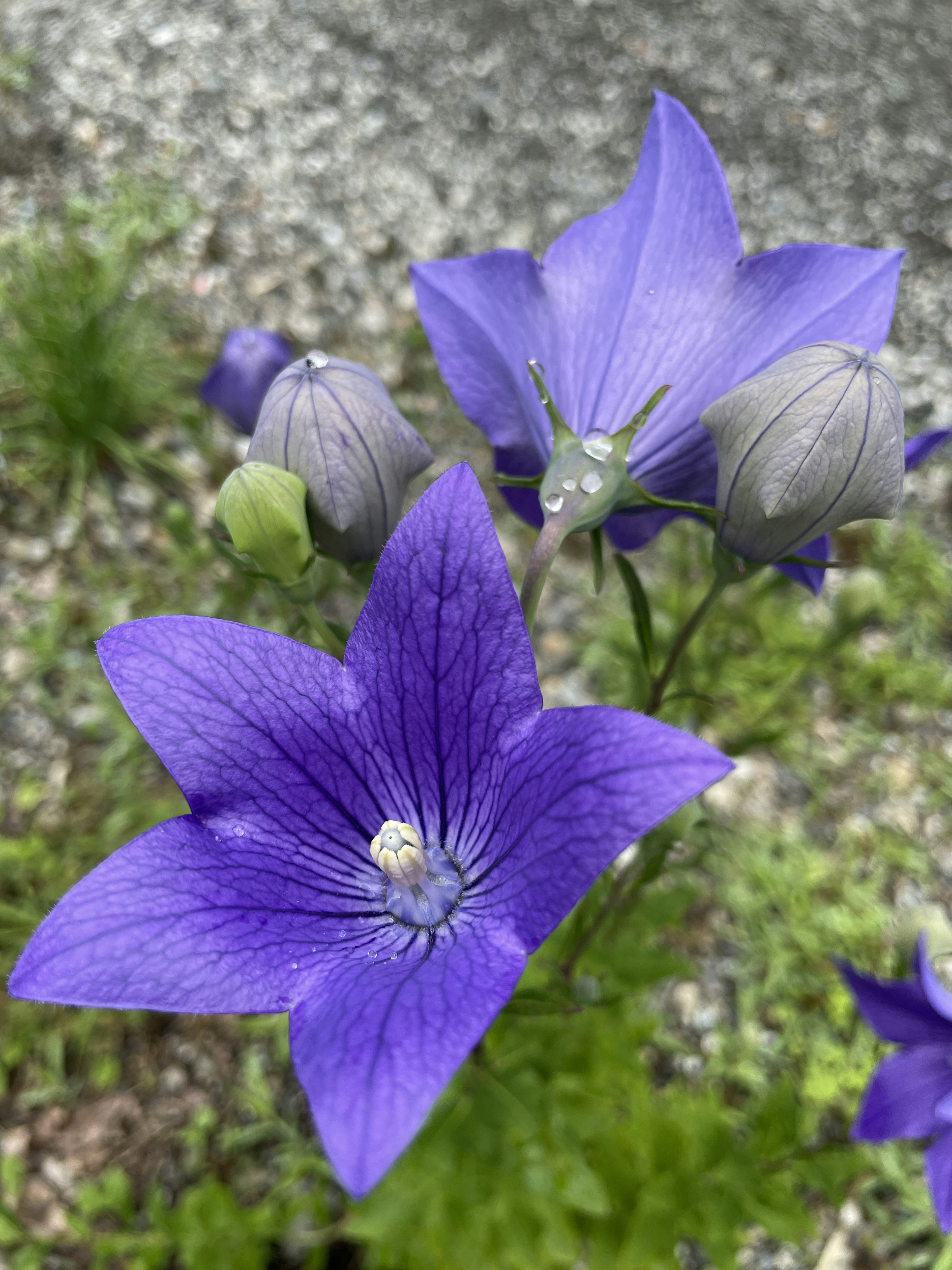 Acercamiento de flores y capullos morados