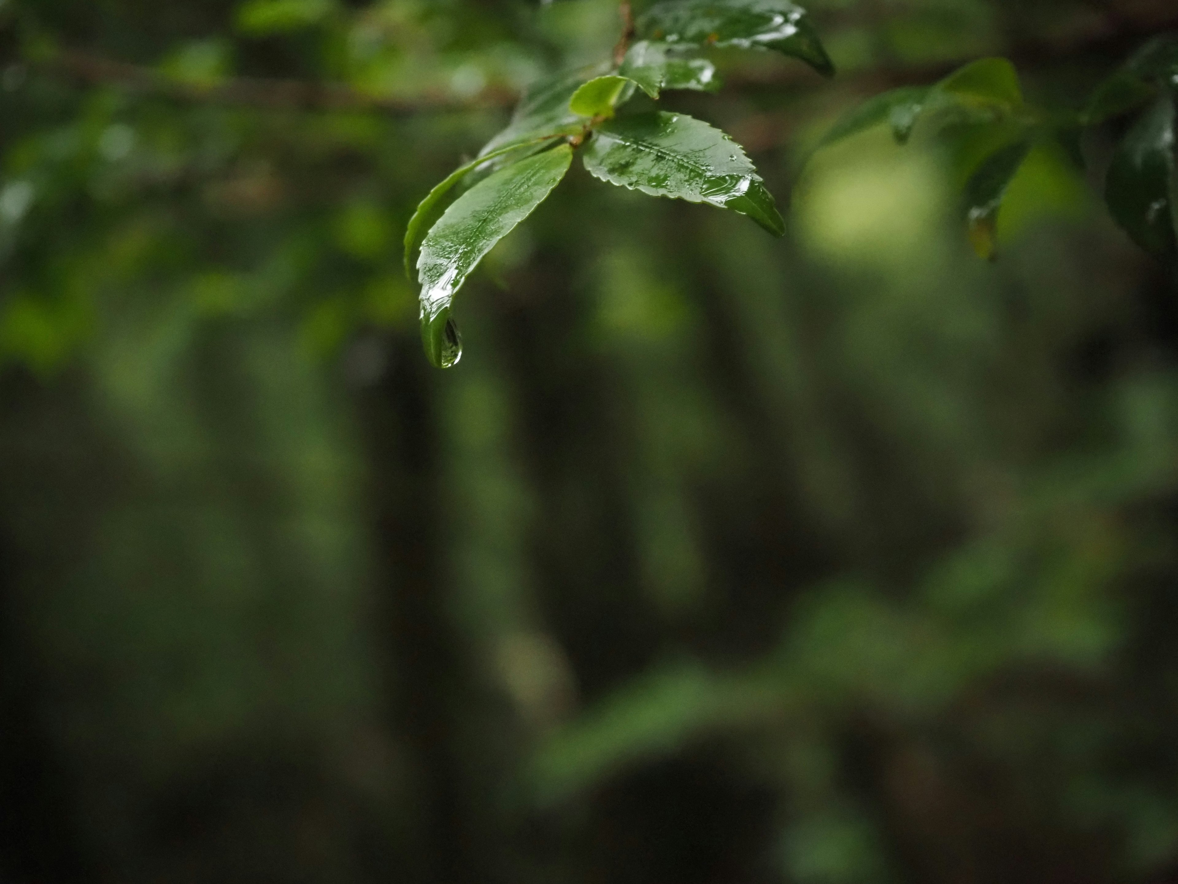 Gros plan de feuilles vertes avec des gouttes d'eau sur un fond flou