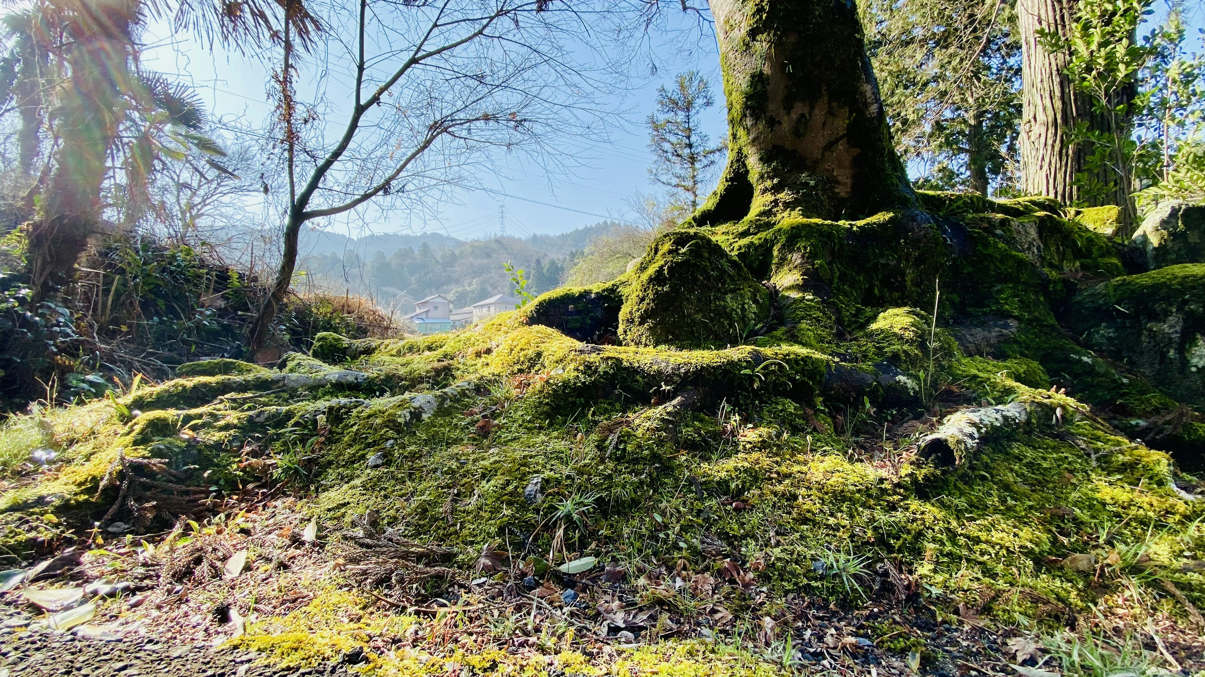 Large tree roots covered in green moss with a natural background