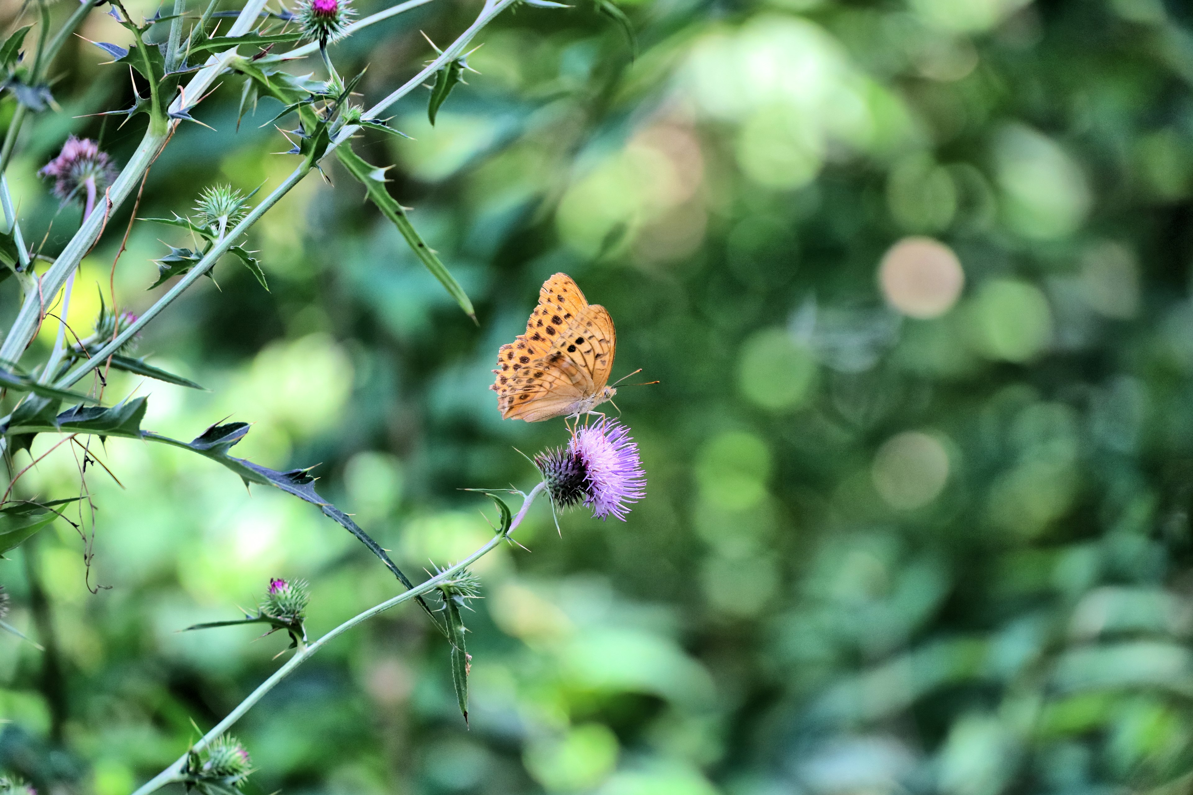 Una farfalla arancione appoggiata su un fiore viola con uno sfondo verde