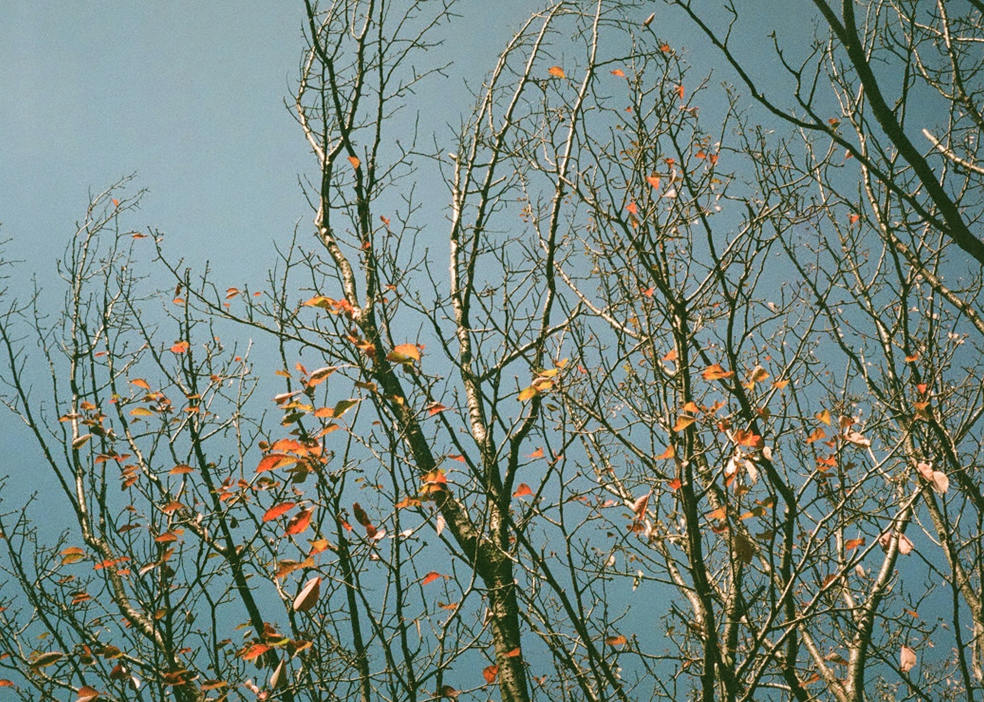 Ramas de árboles de invierno con hojas restantes bajo un cielo azul