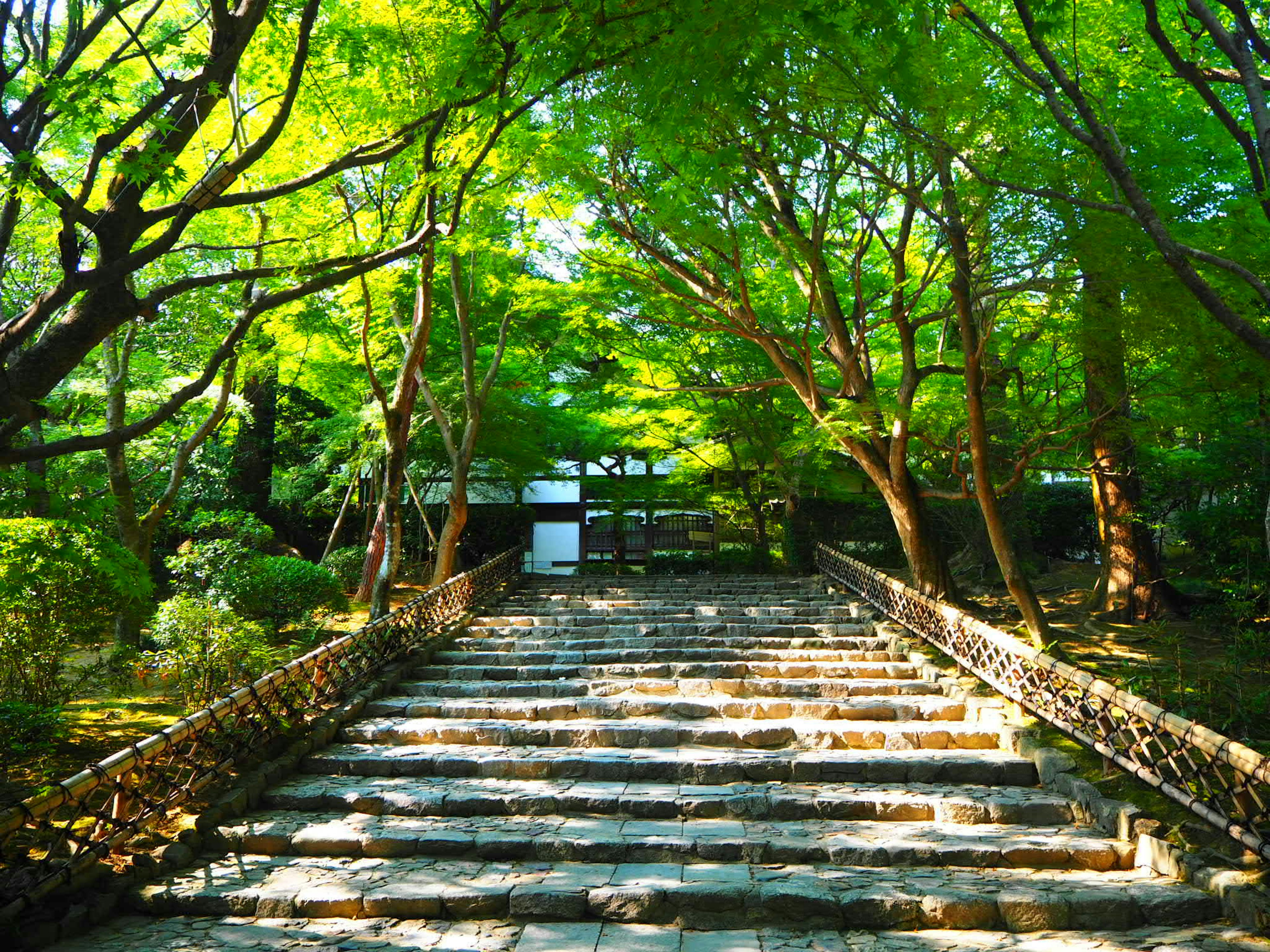 Stone steps leading through lush green trees