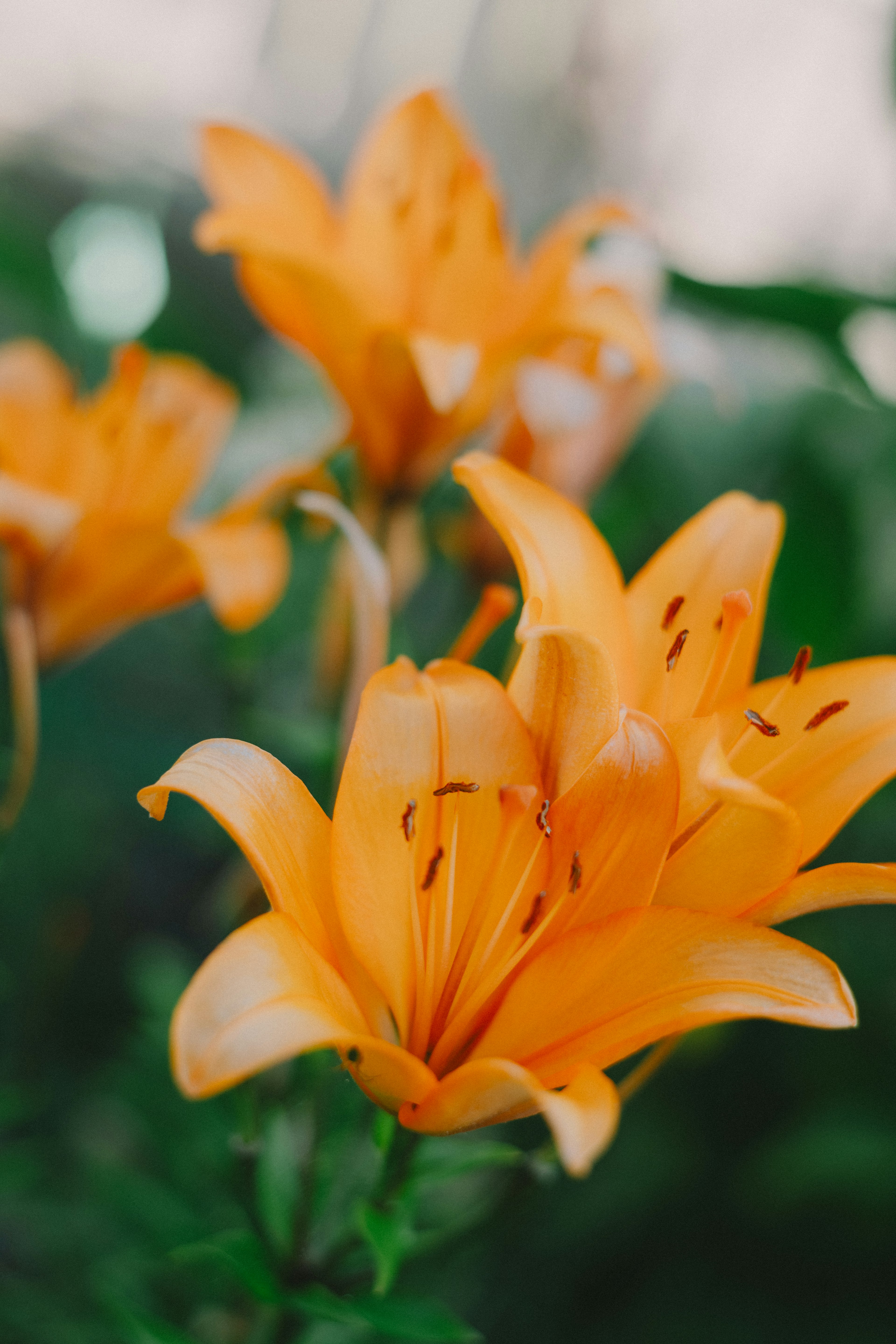 美しいオレンジ色のユリの花が緑の背景に咲いている