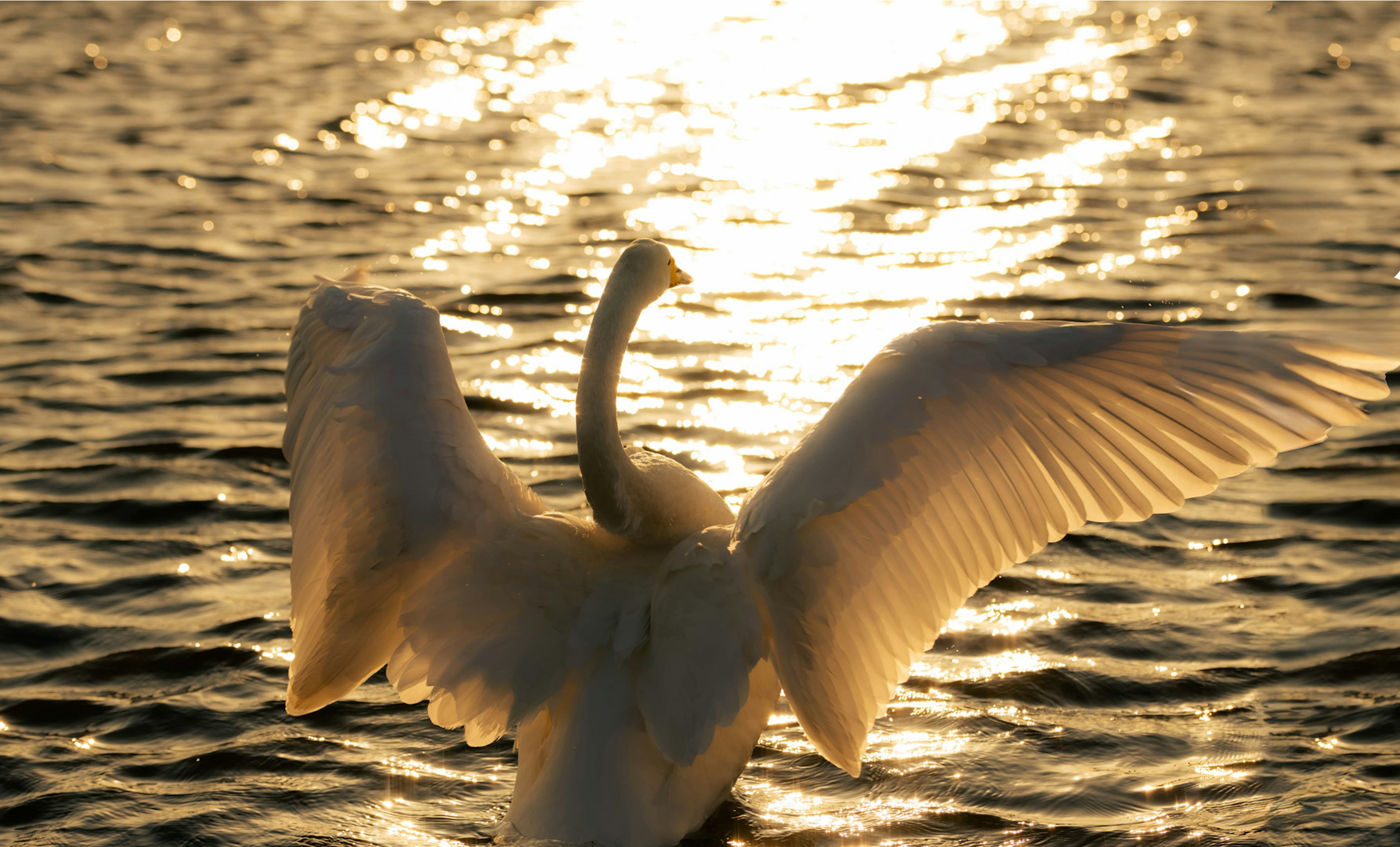 Rückansicht eines Schwans, der seine Flügel auf der Wasseroberfläche ausbreitet und den Sonnenuntergang reflektiert