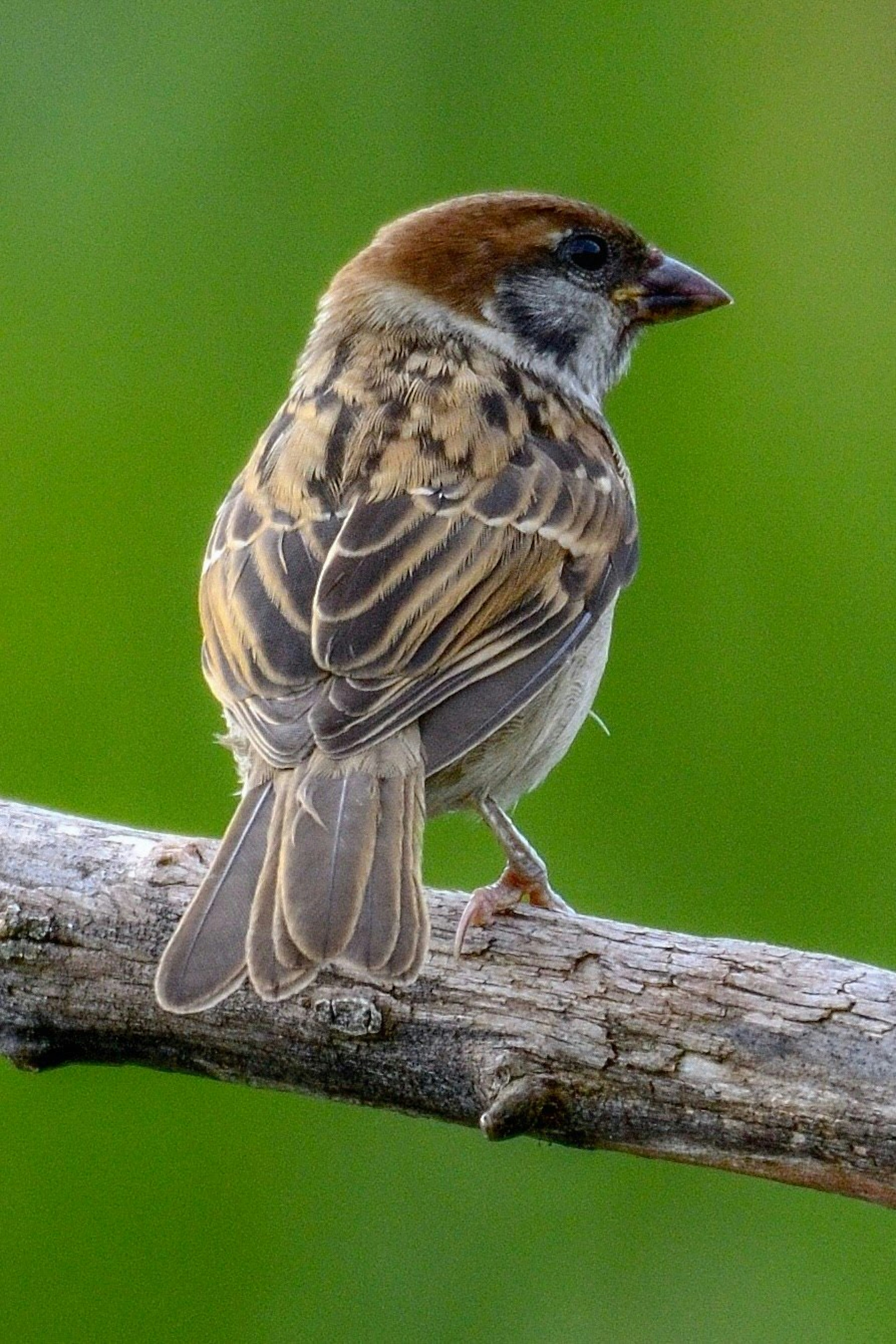 Ein kleiner Vogel sitzt auf einem Ast vor grünem Hintergrund