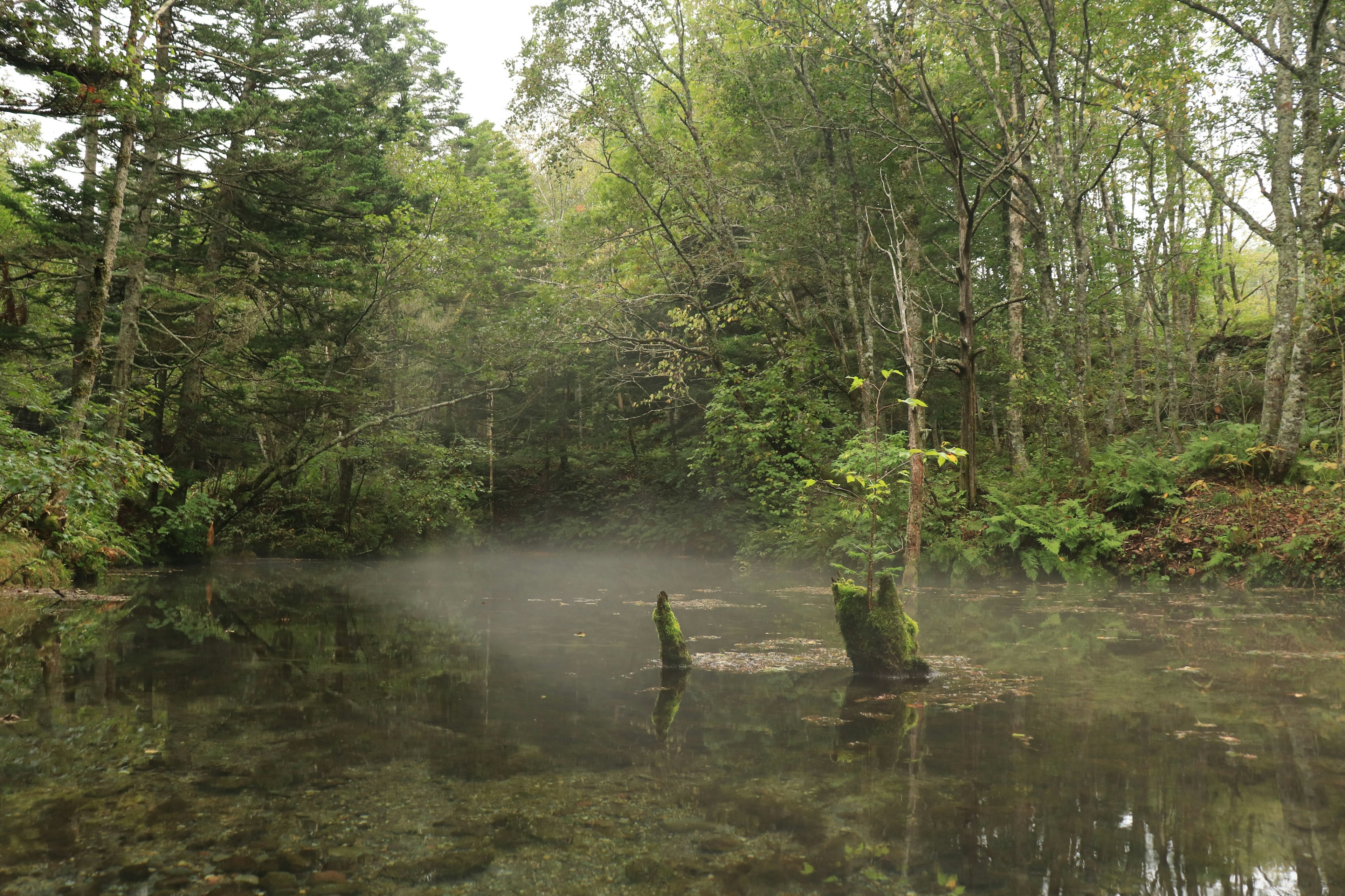 Stagno sereno in una foresta con nebbia