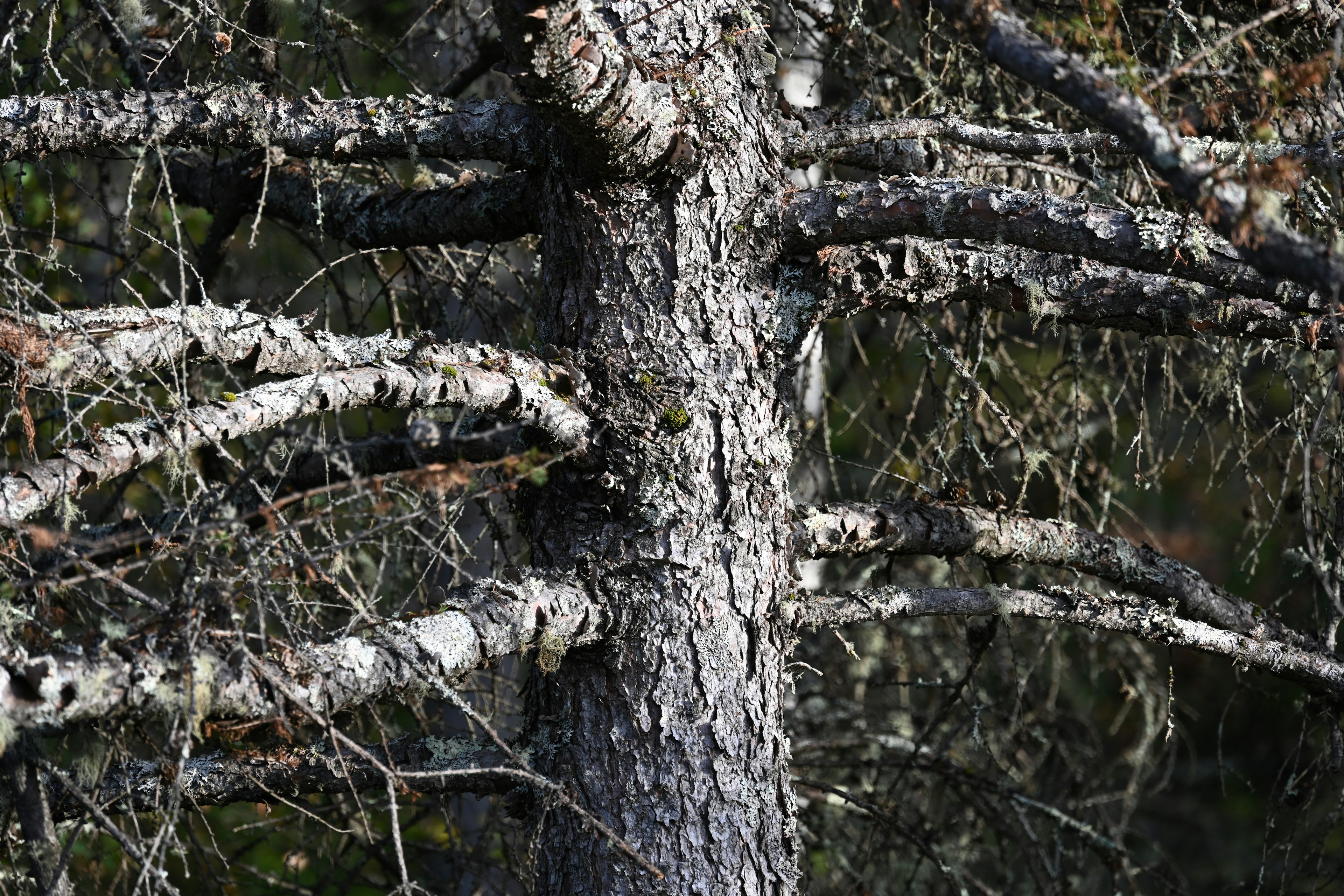 Gros plan sur le tronc d'un arbre avec des branches visibles et une écorce texturée