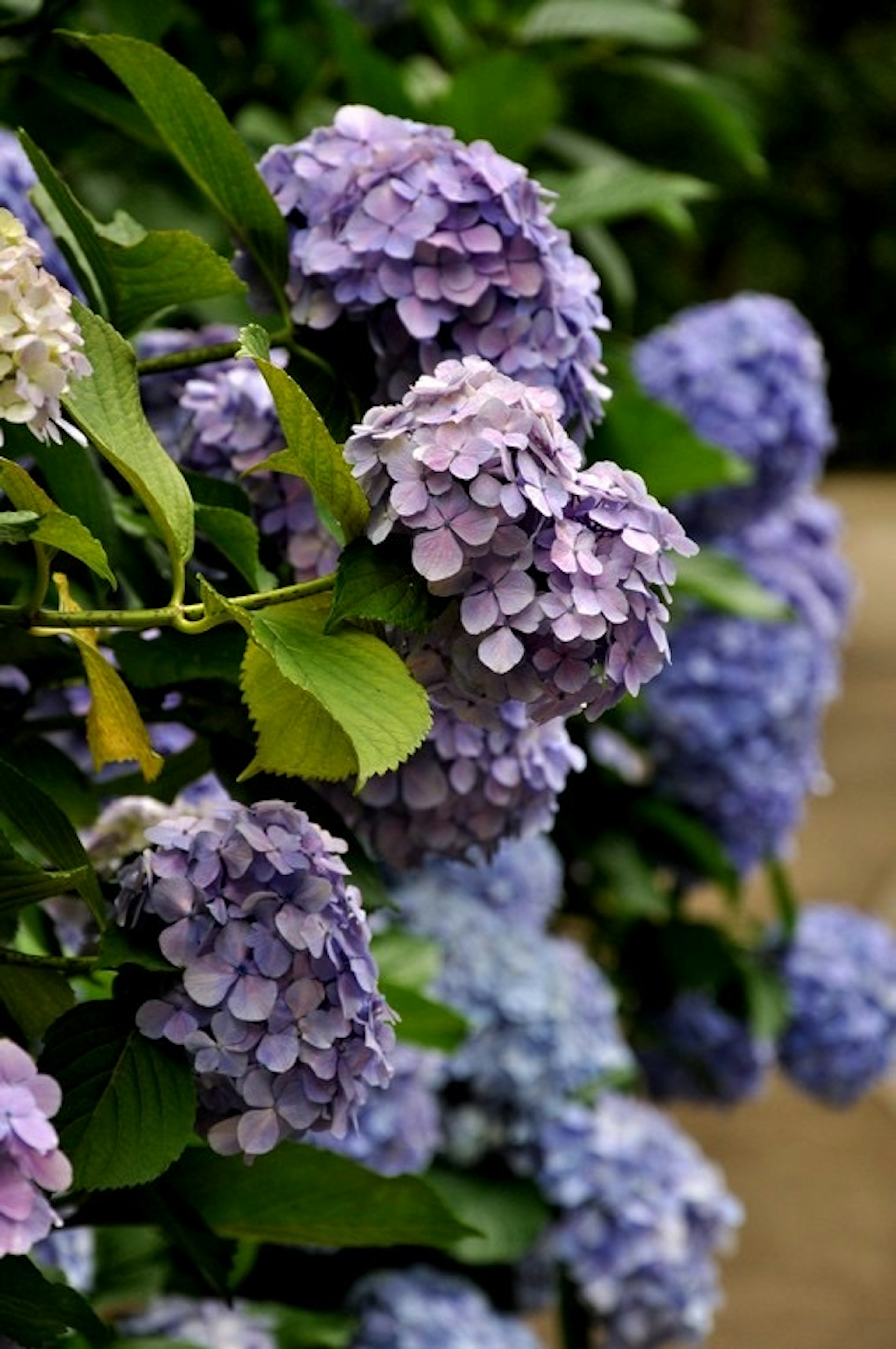 Sekelompok bunga hydrangea ungu dengan daun hijau di latar belakang