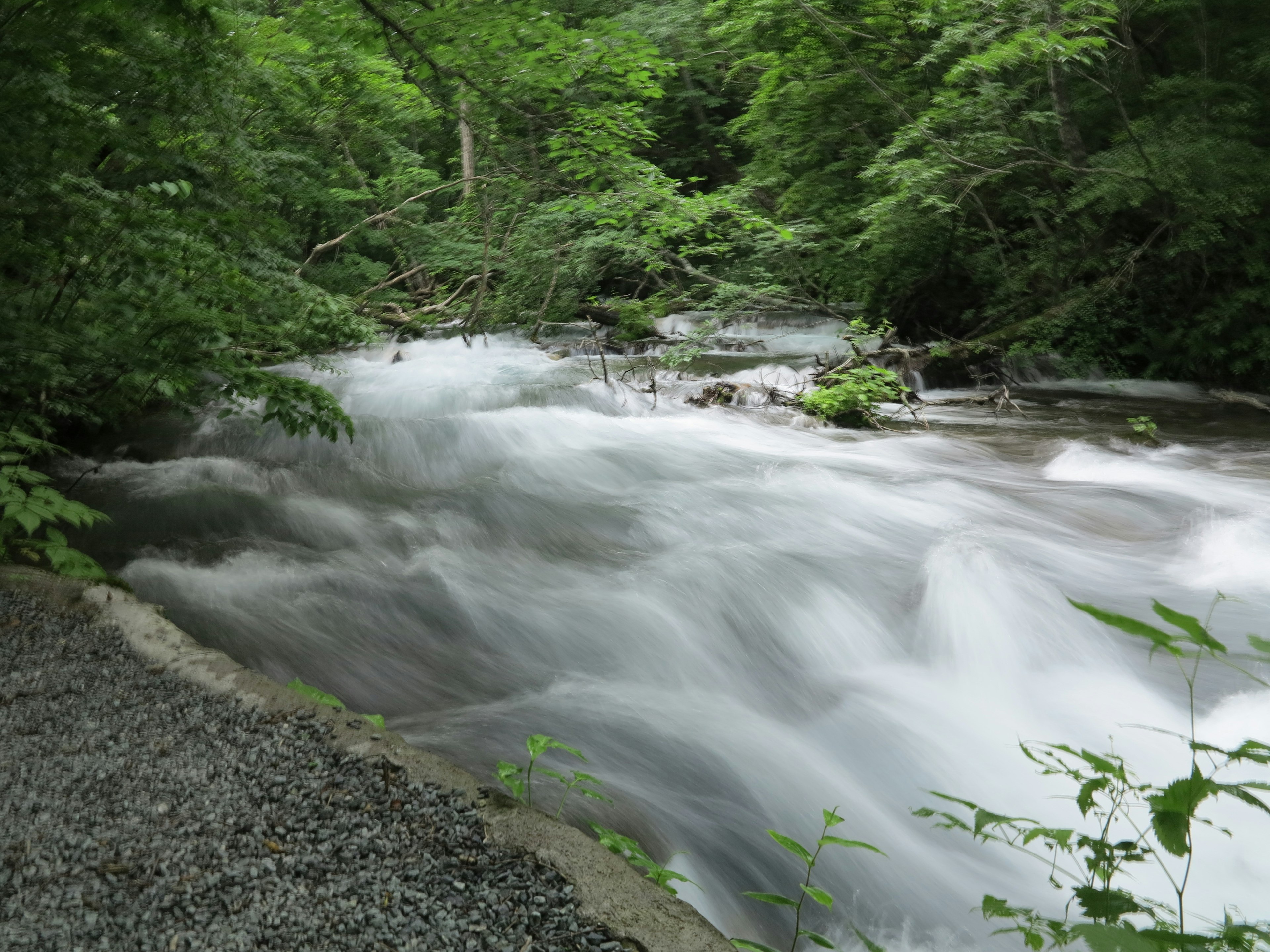 緑豊かな森の中を流れる川の風景