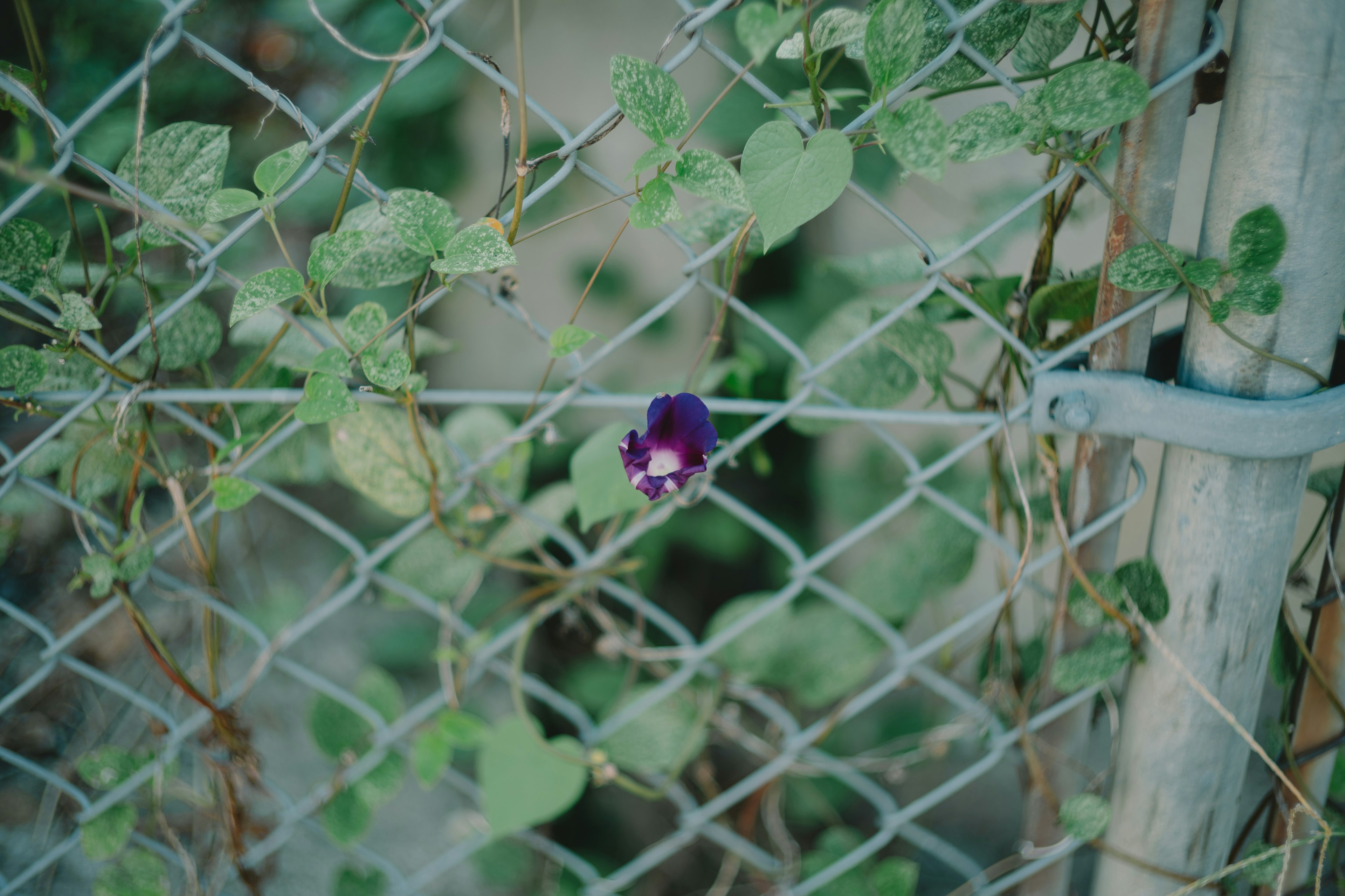 フェンスに絡まる緑の葉と紫の花