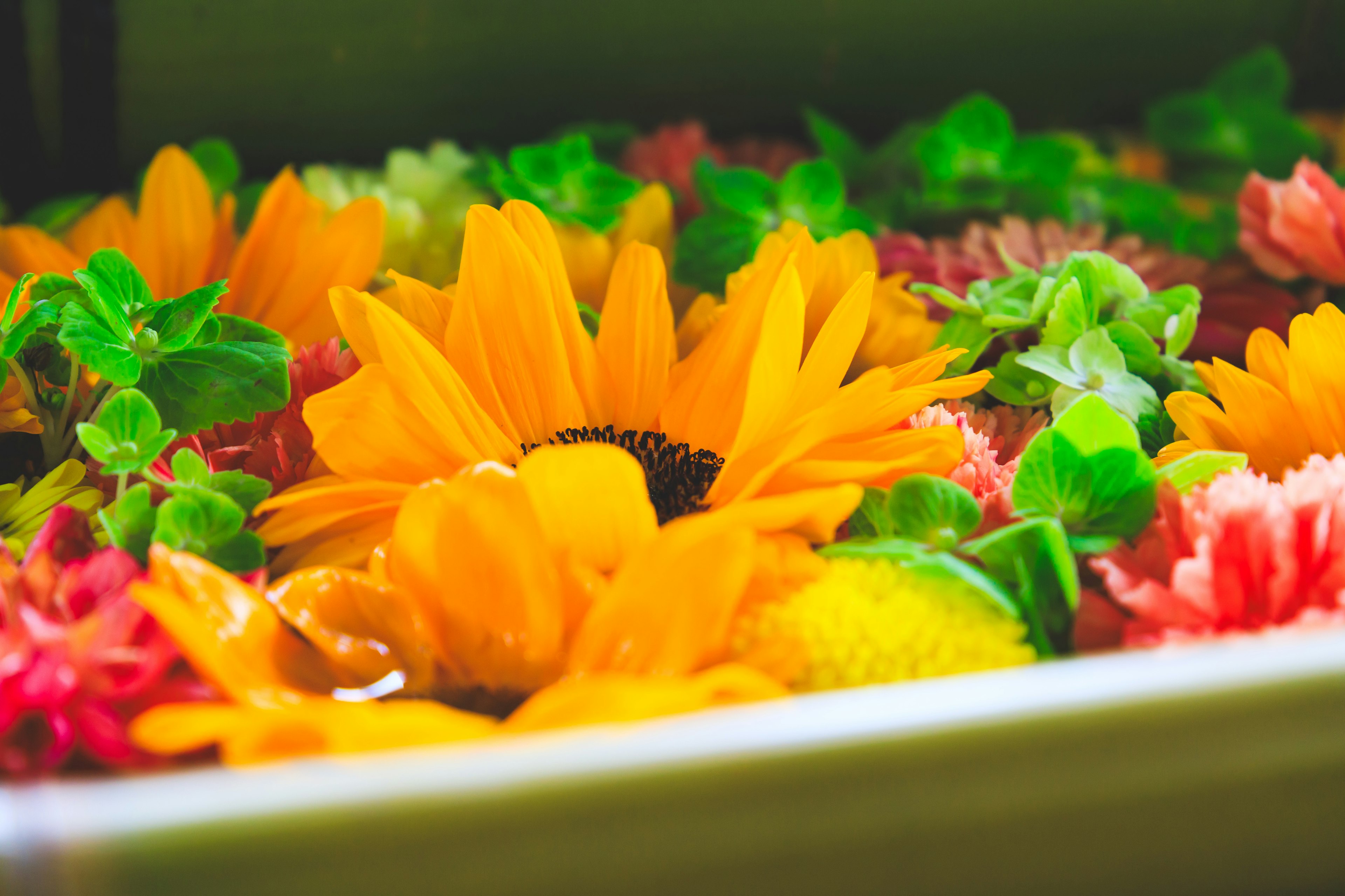 Un hermoso arreglo de flores coloridas flotando en agua