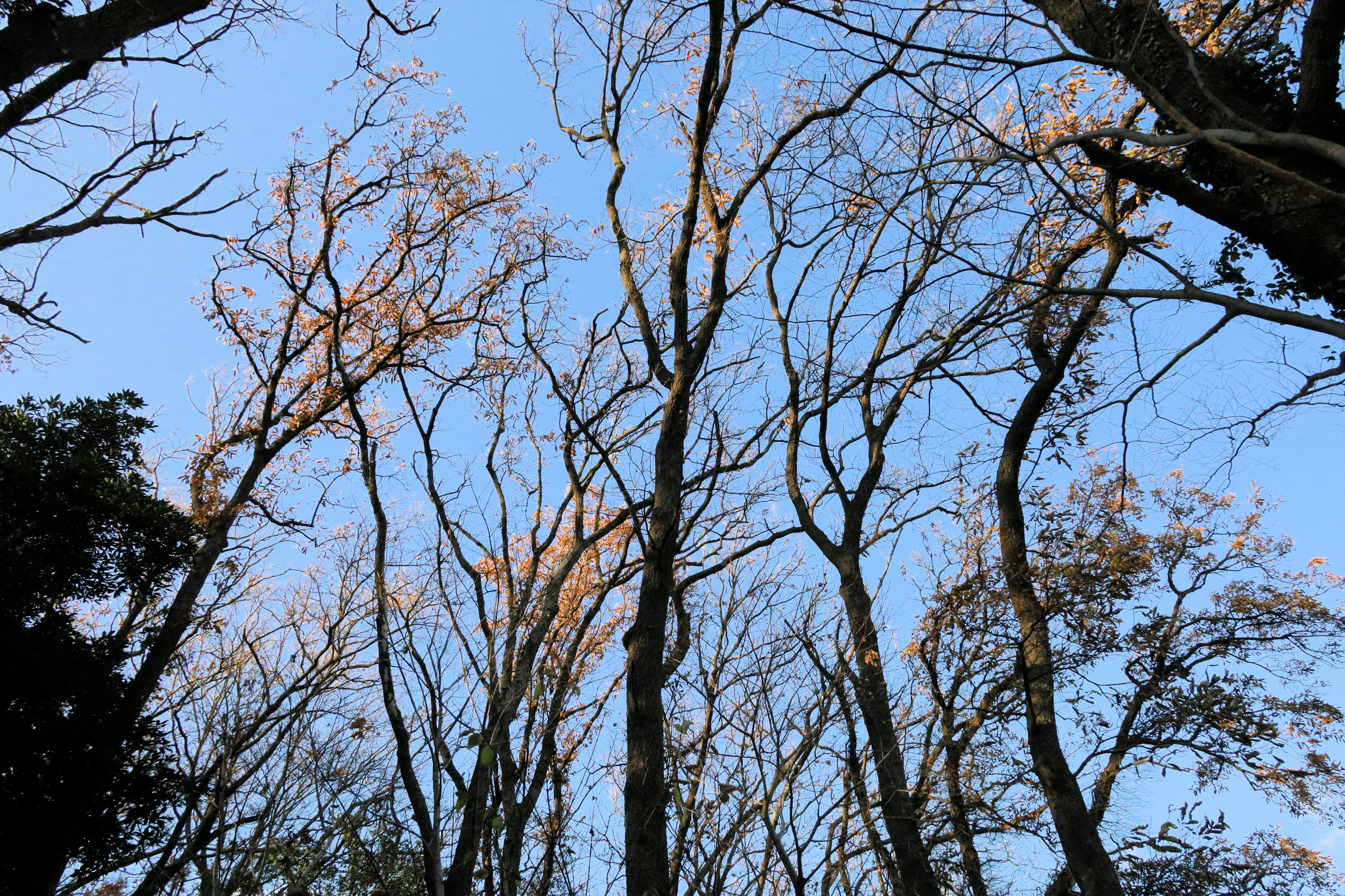 Árboles desnudos contra un cielo azul claro