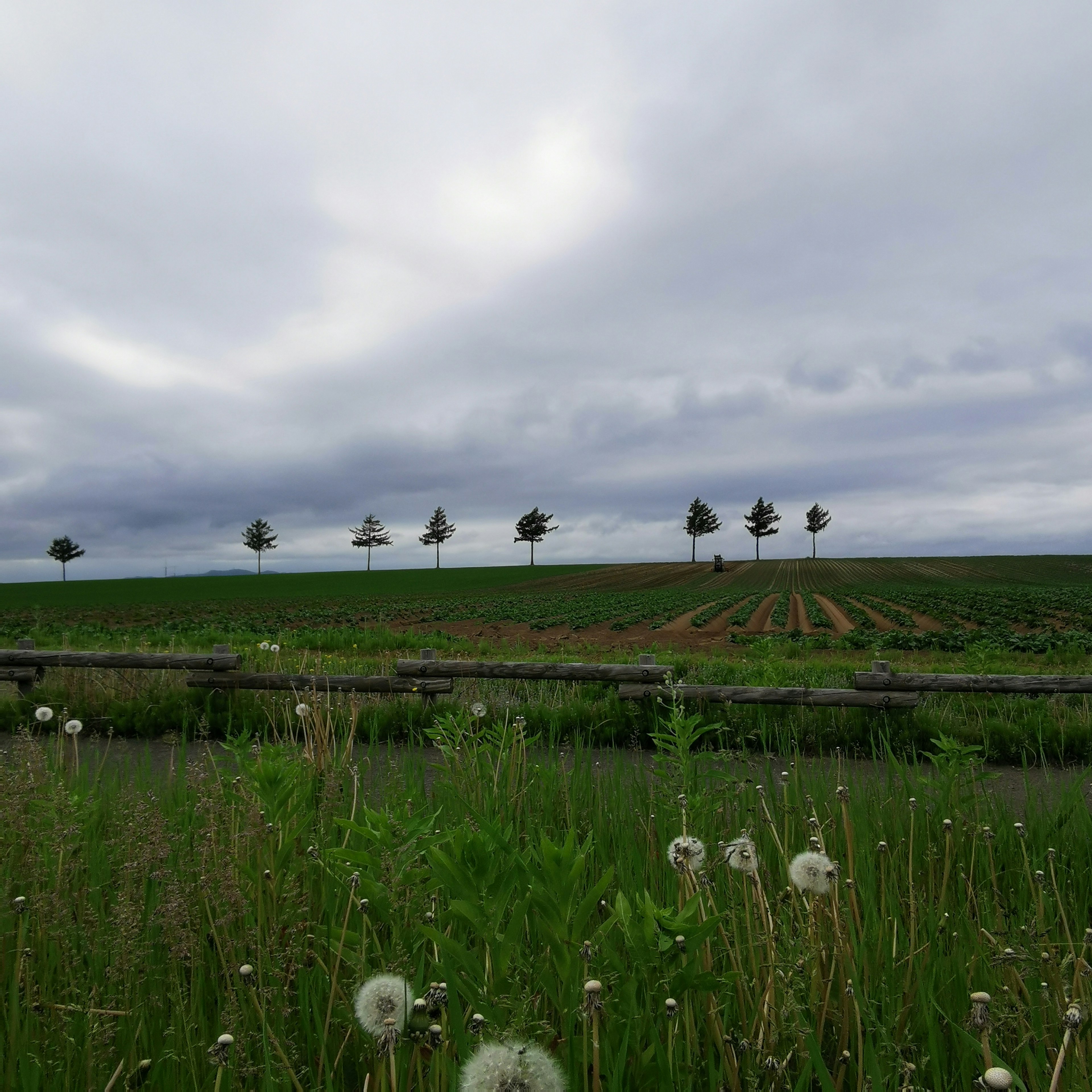 Paysage avec de l'herbe verte et des arbres lointains sous un ciel nuageux