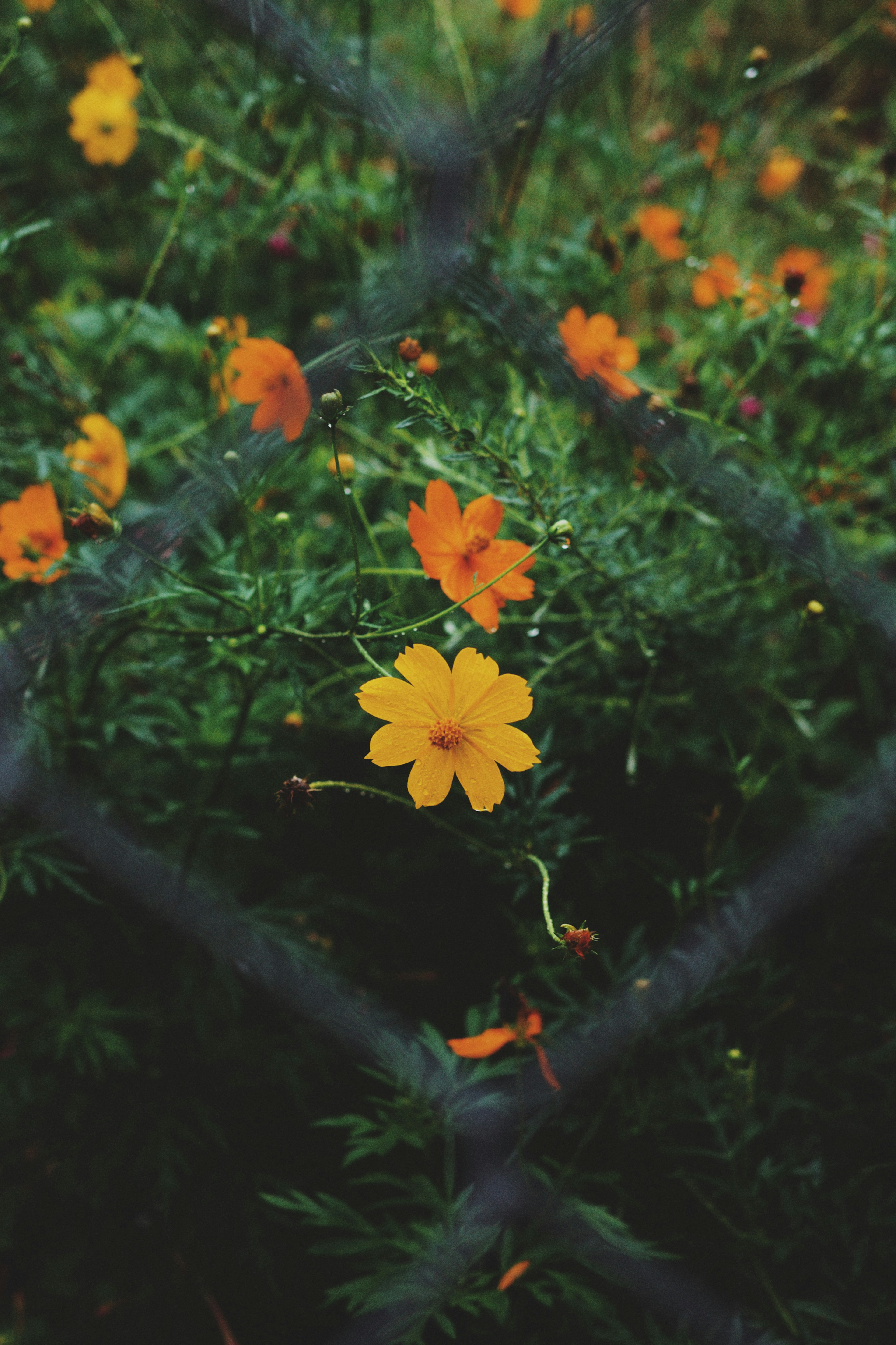 Orange flowers blooming amidst green grass with a black fence in the background