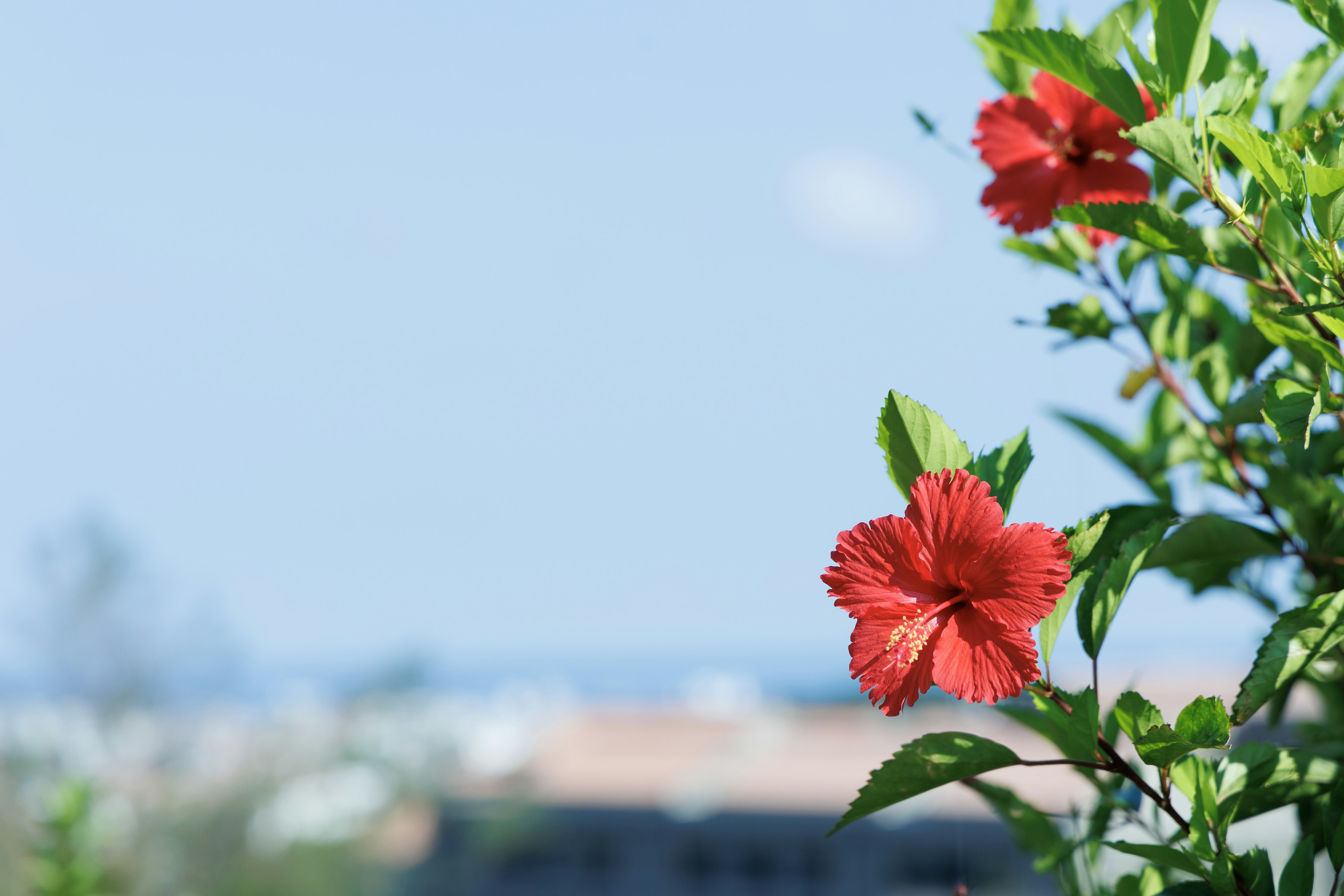 赤いハイビスカスの花と青空の背景