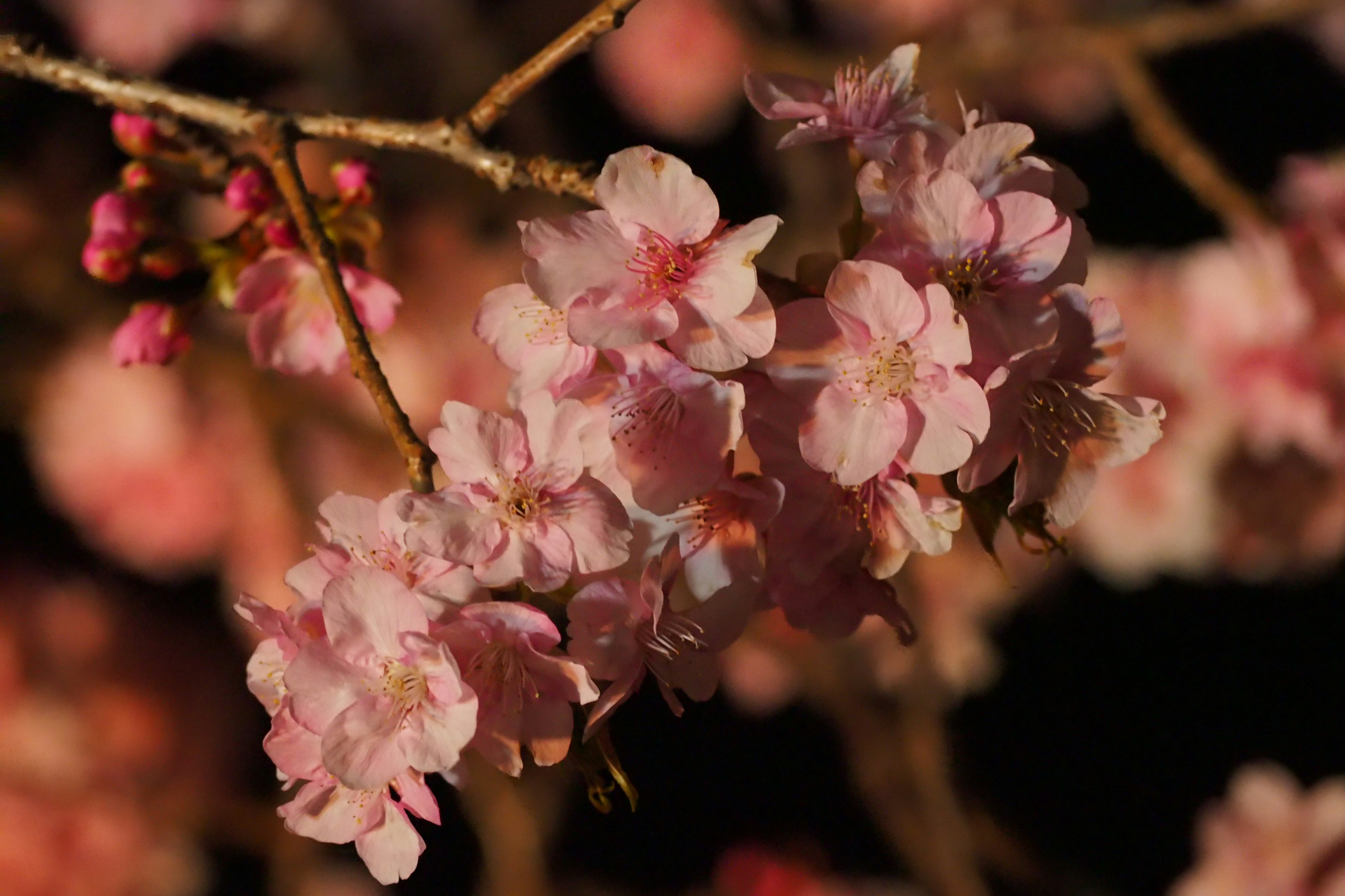 Kedekatan bunga sakura di cabang