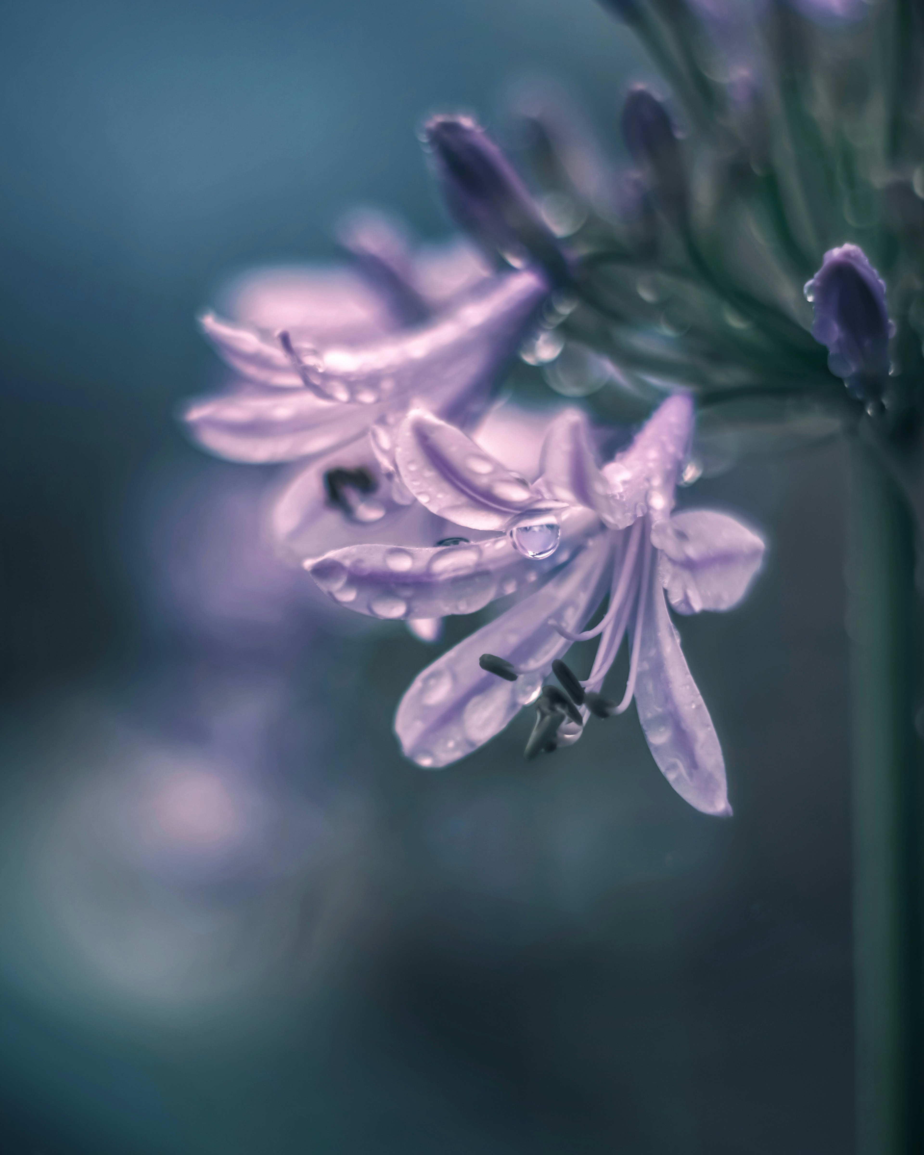 Flores moradas delicadas brillando con gotas de lluvia sobre un fondo borroso