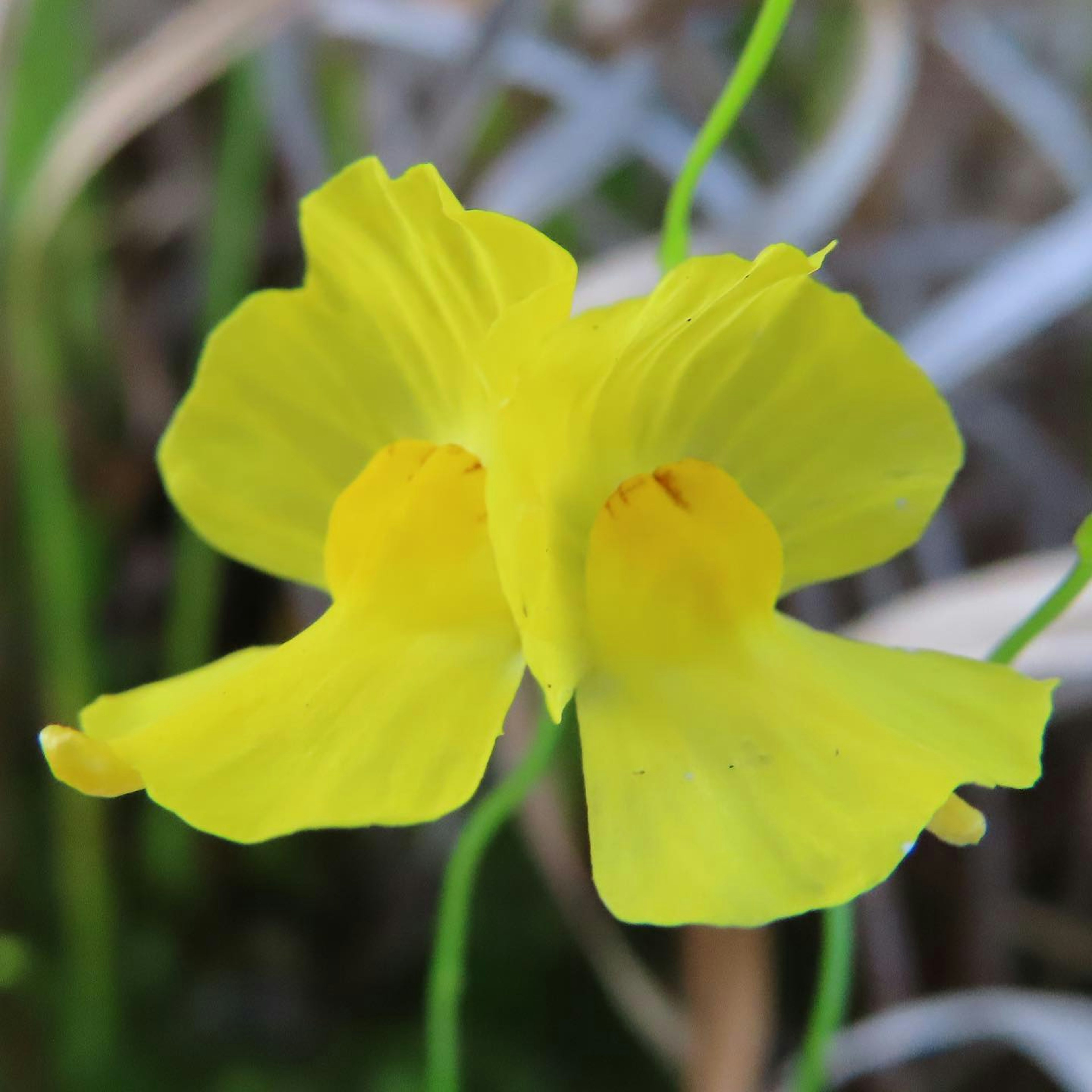 A vibrant yellow flower with twin petals resting on green stems