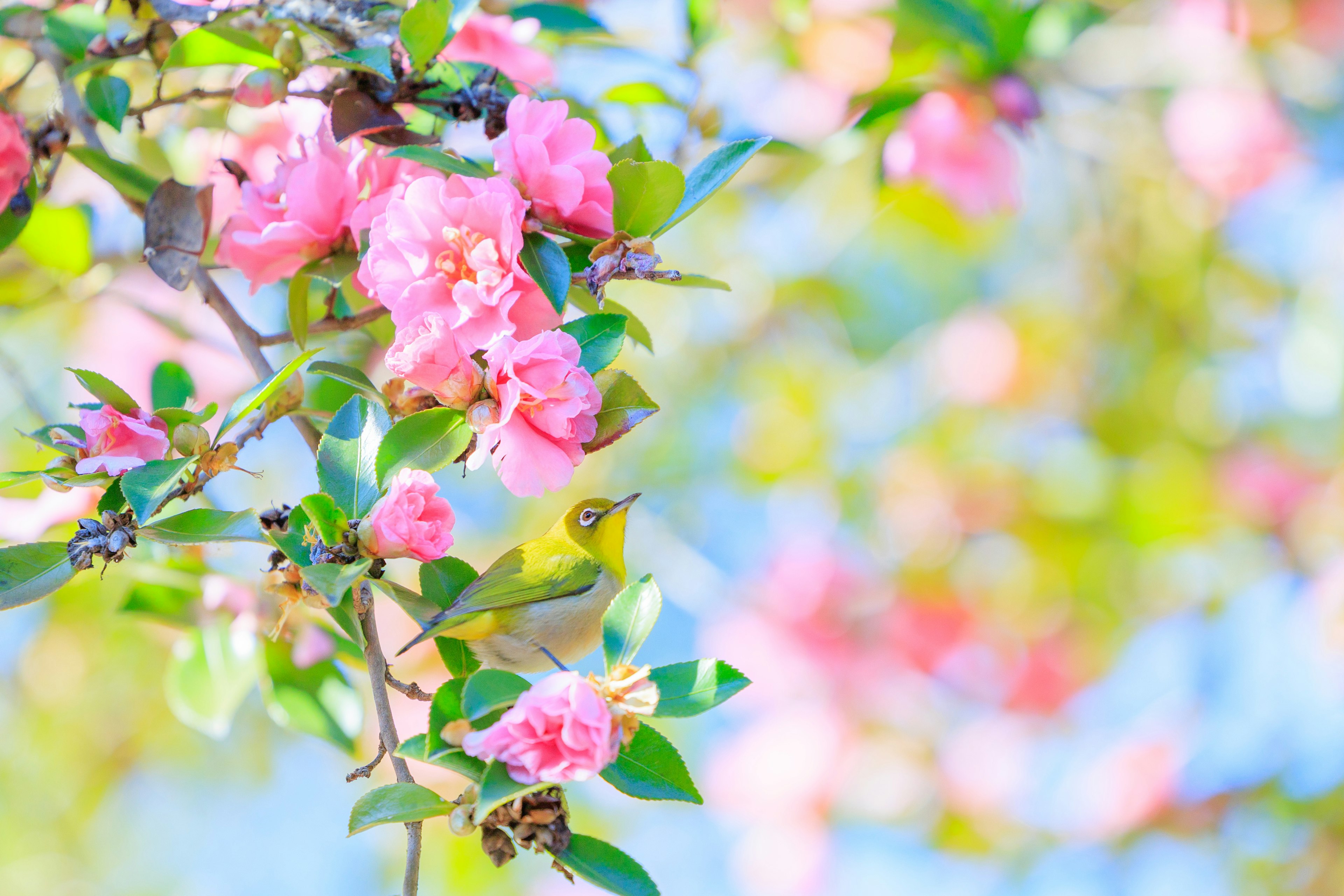 Bellissimo scenario di fiori primaverili e un piccolo uccello