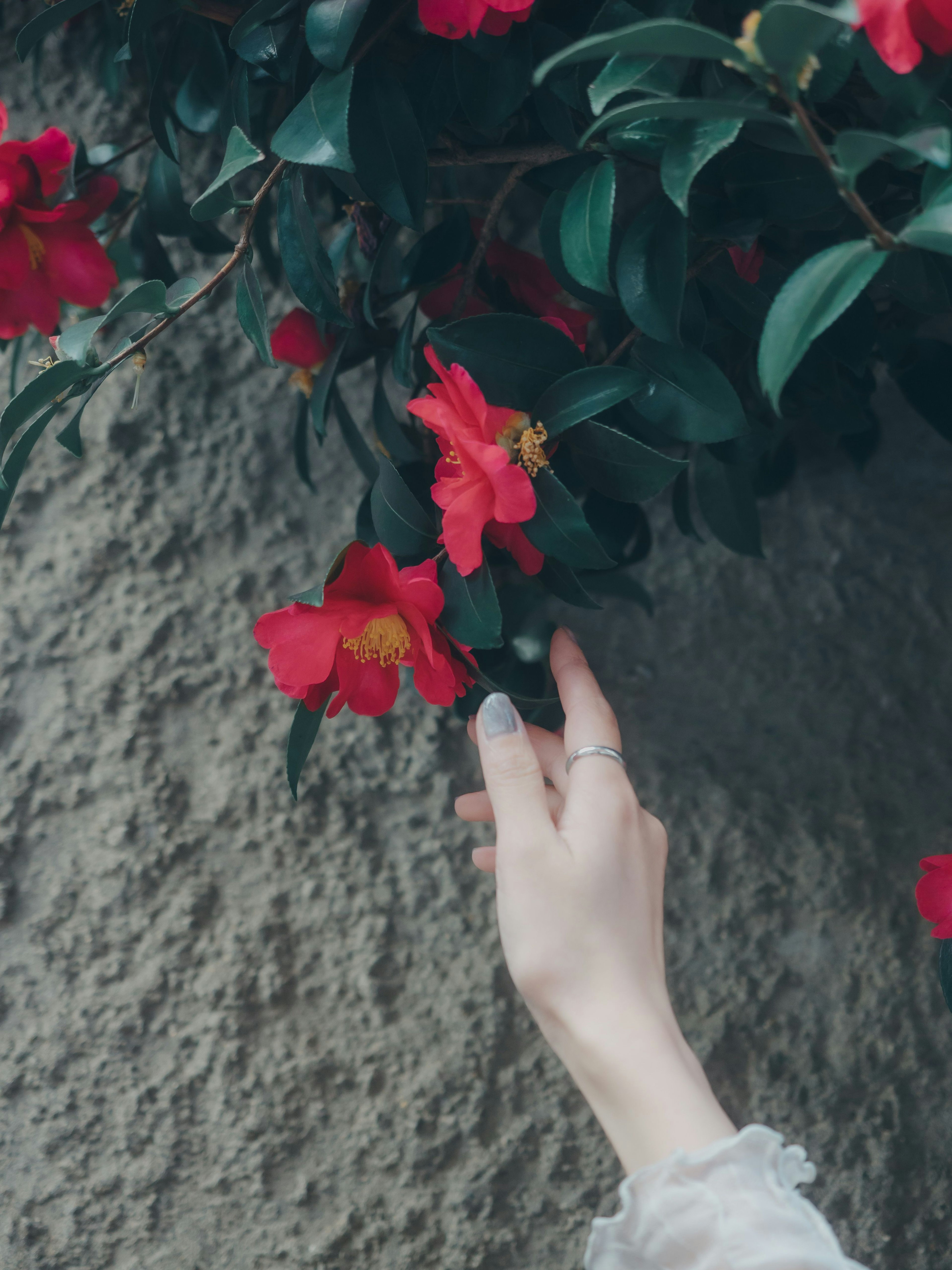 Una mano alcanzando flores rojas y hojas verdes contra una pared texturizada