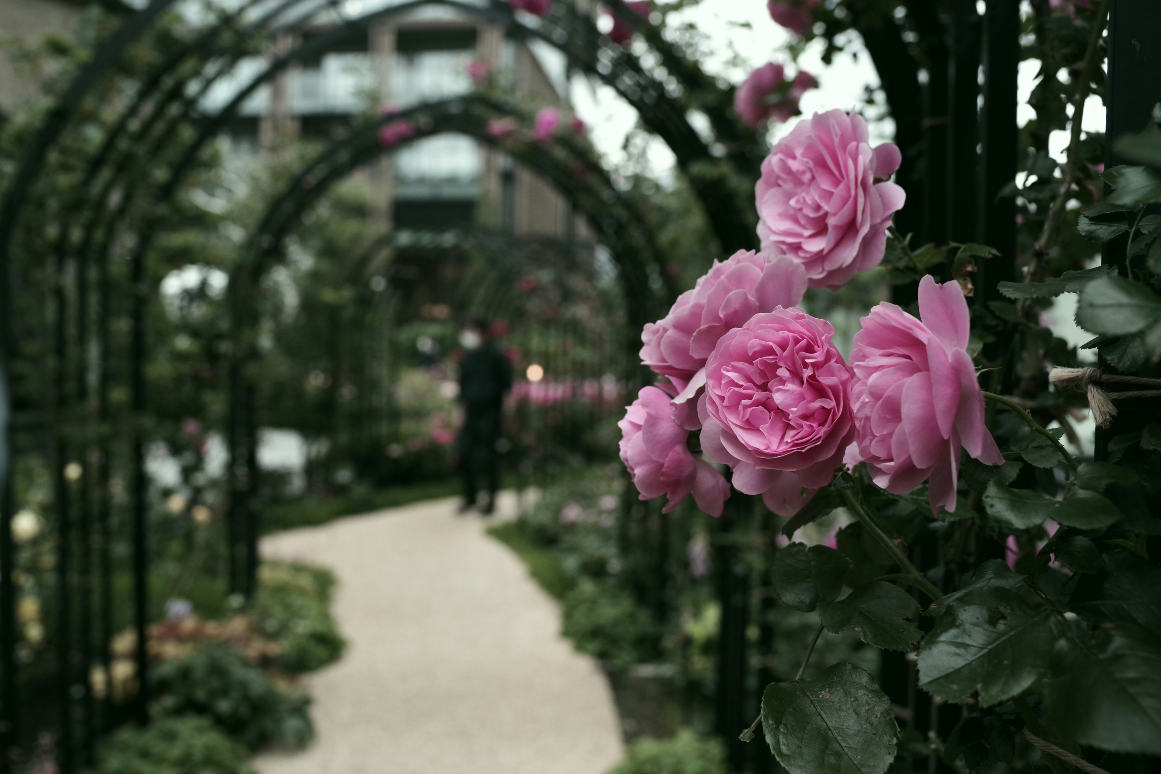 Hermosas rosas rosadas floreciendo en un arco de jardín con una persona al fondo