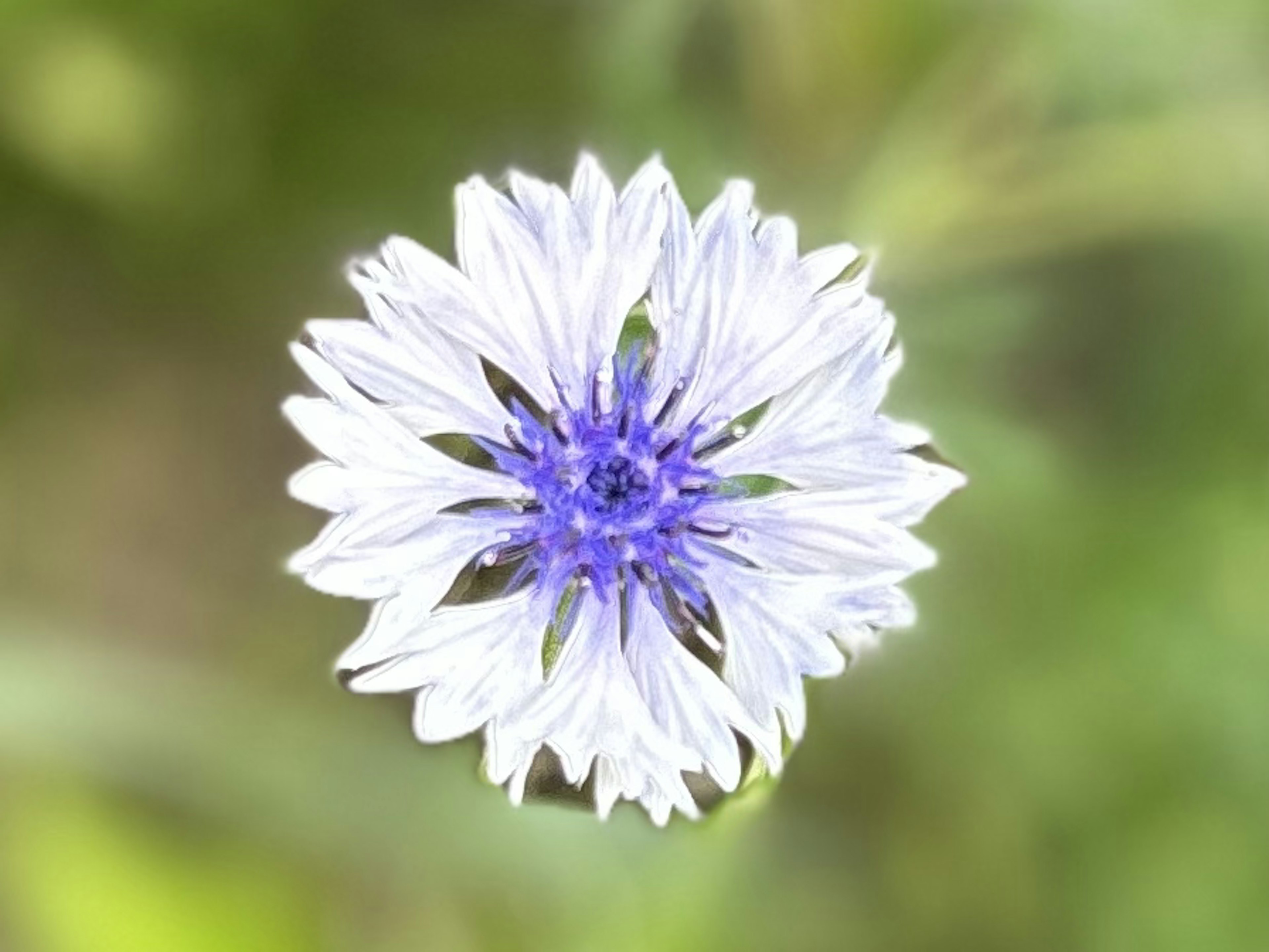 Primo piano di un fiore bianco e viola su sfondo verde