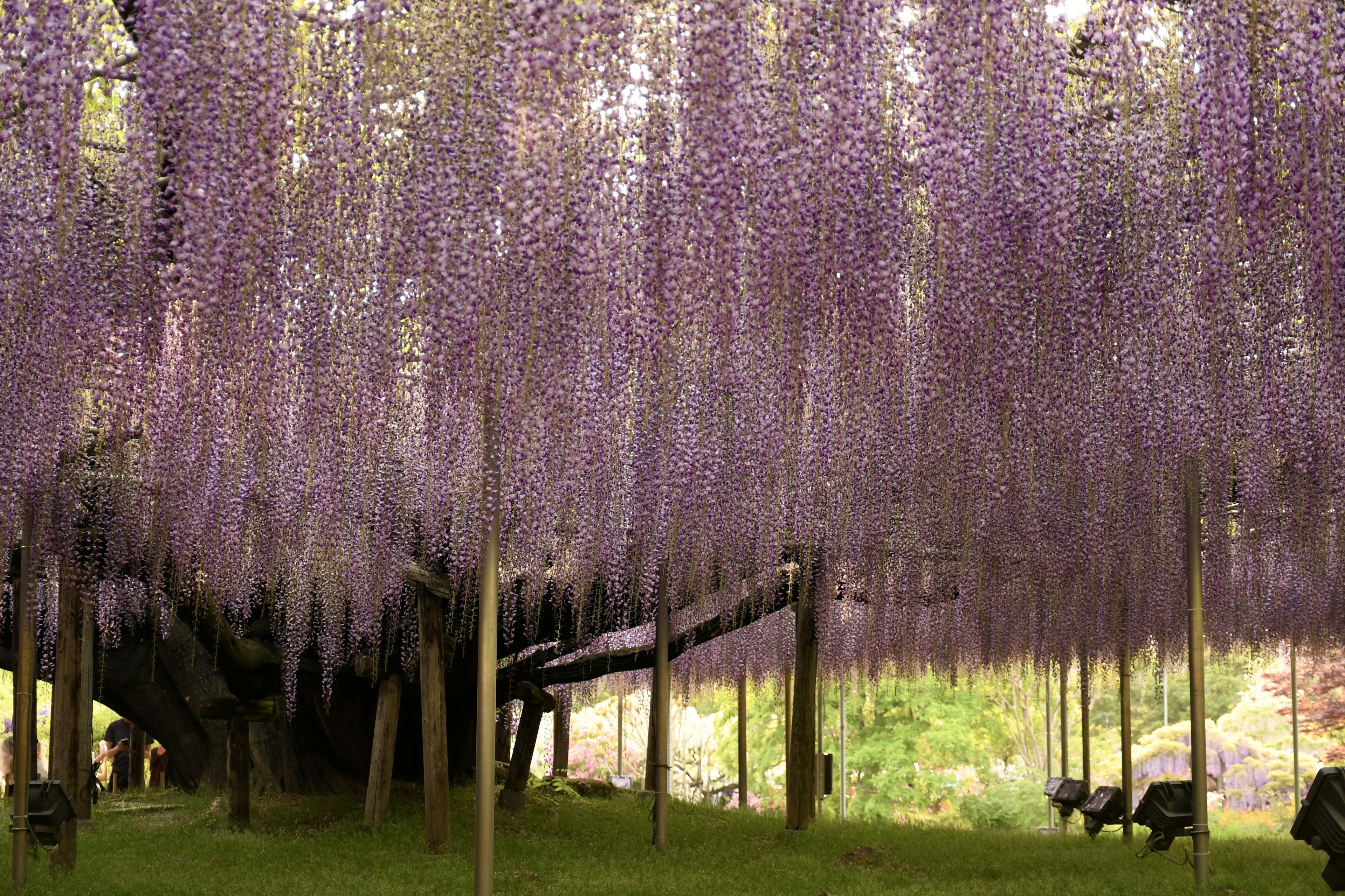 Pemandangan indah di bawah pohon wisteria dengan bunga ungu menggantung