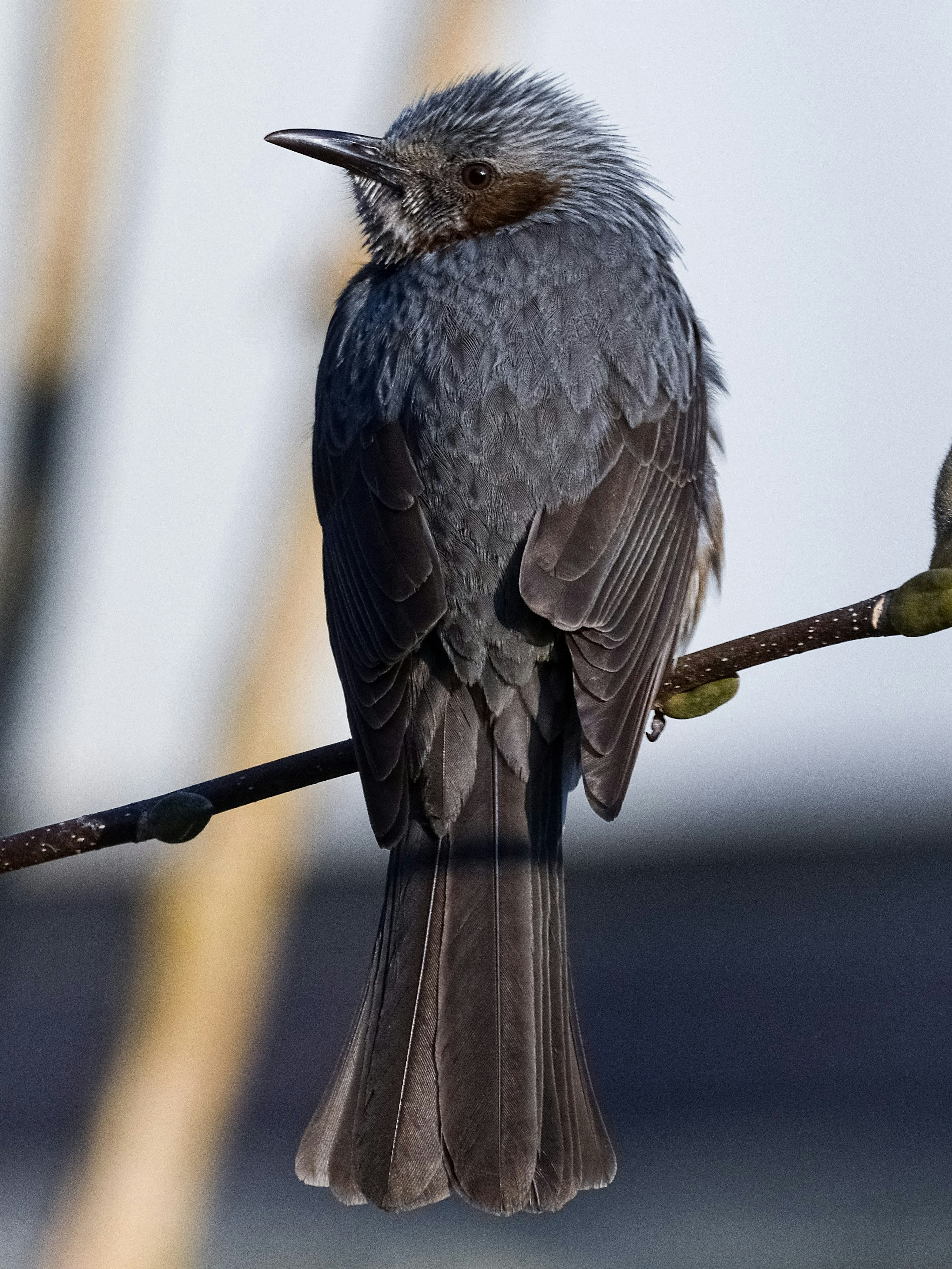 Burung kecil berwarna abu-abu bertengger di cabang