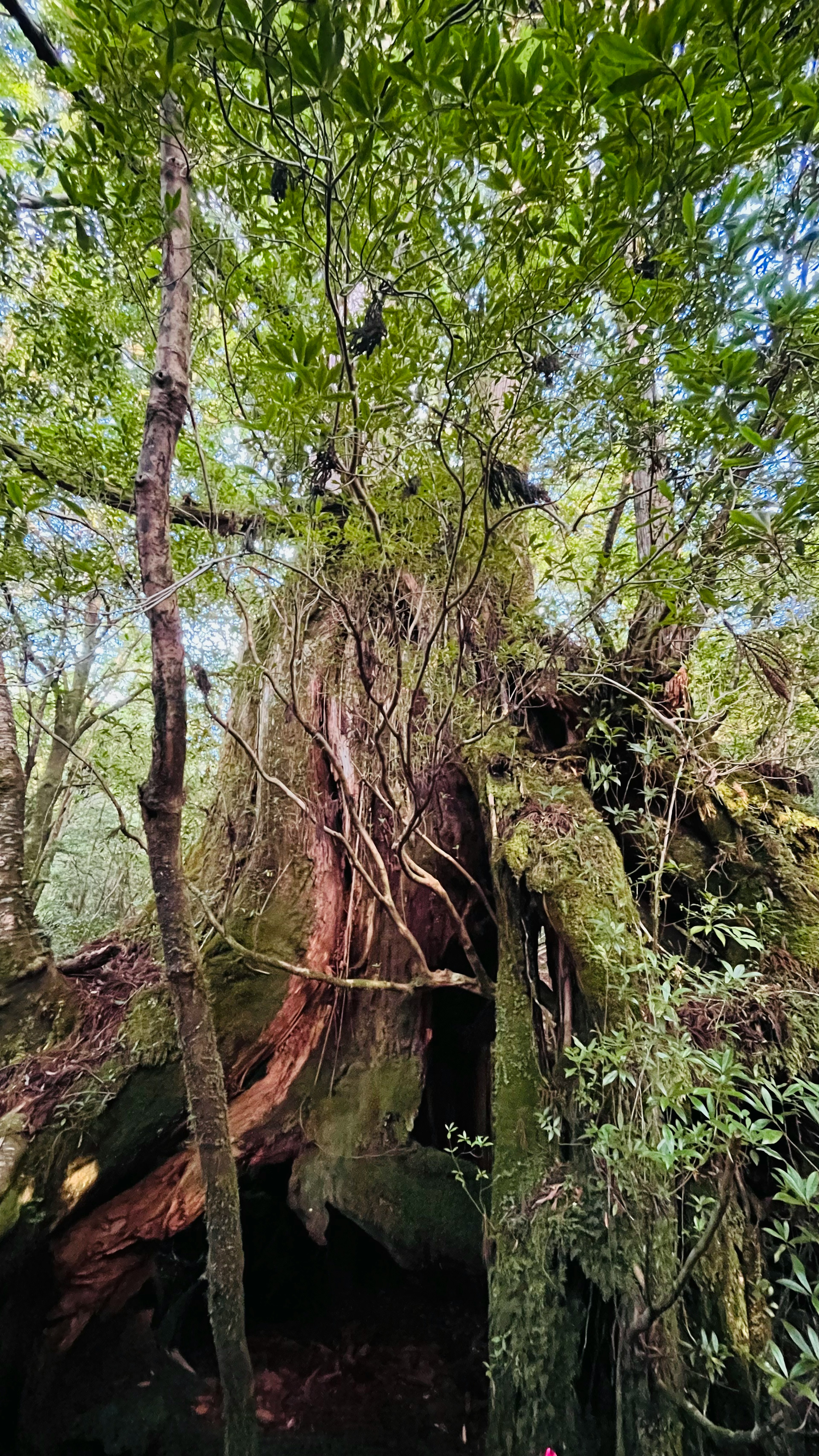 Un arbre ancien entouré d'un feuillage vert luxuriant dans une forêt dense