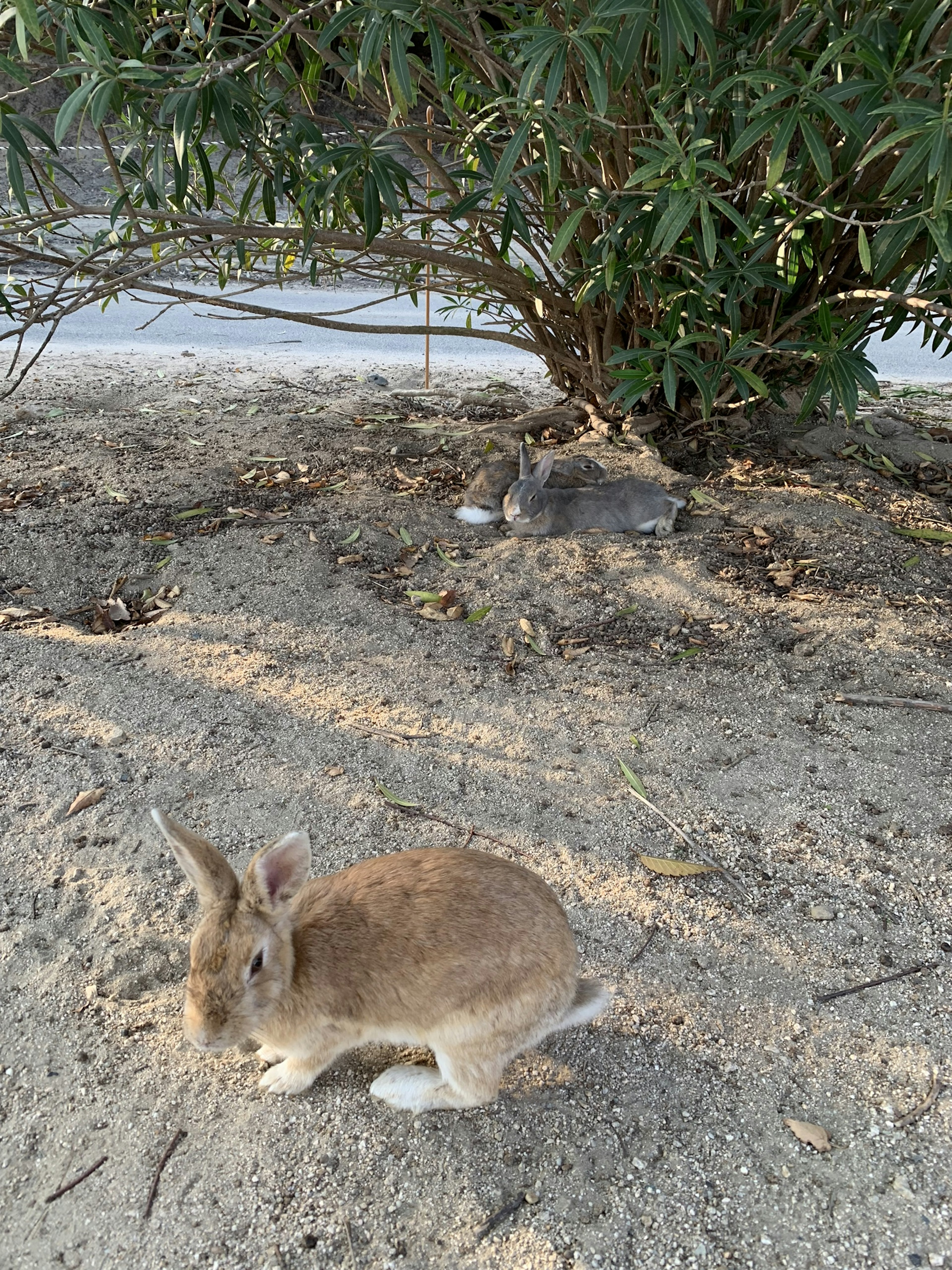 在草地上玩耍的棕色兔子和背景中的灌木