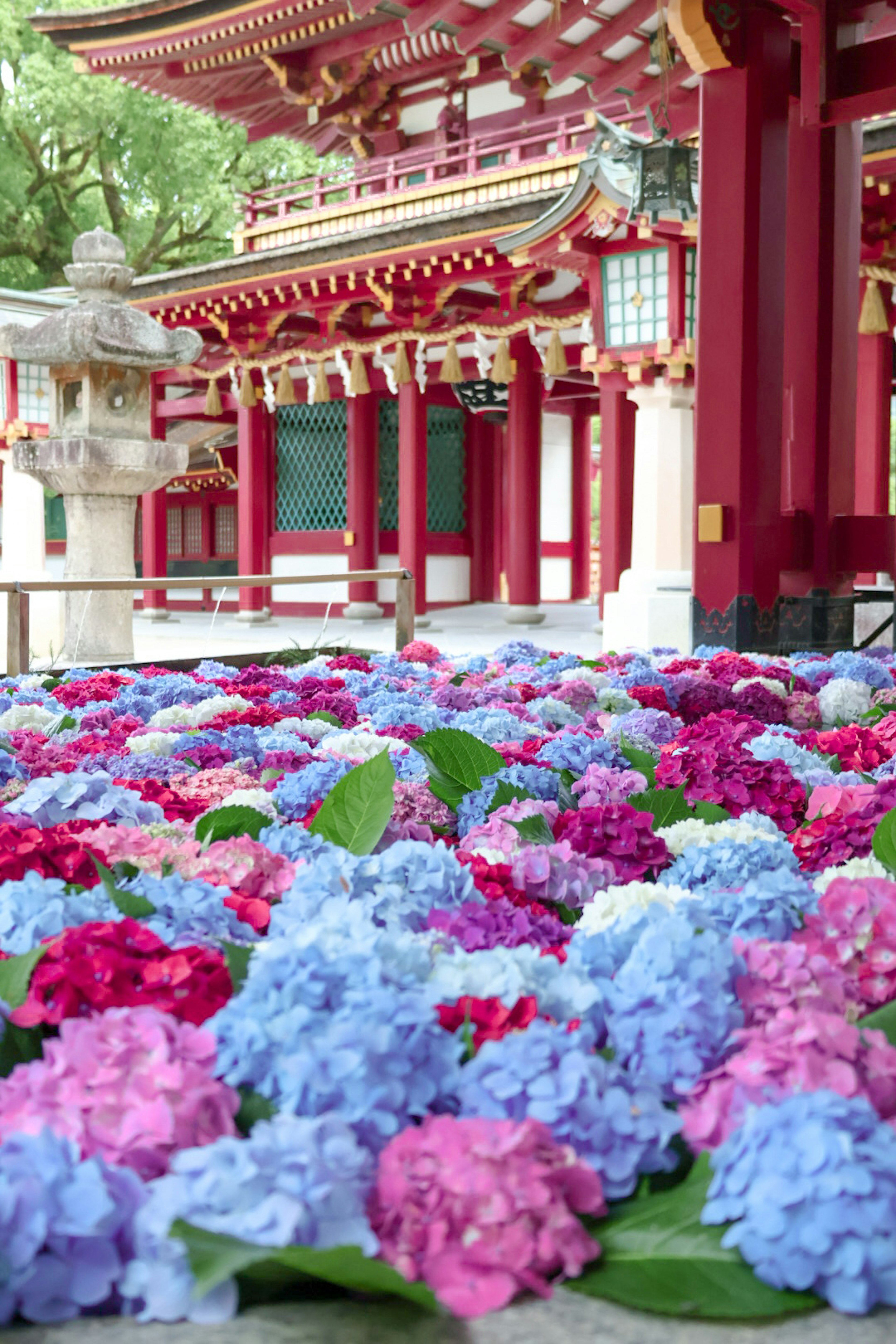 色とりどりのアジサイが咲く神社の風景