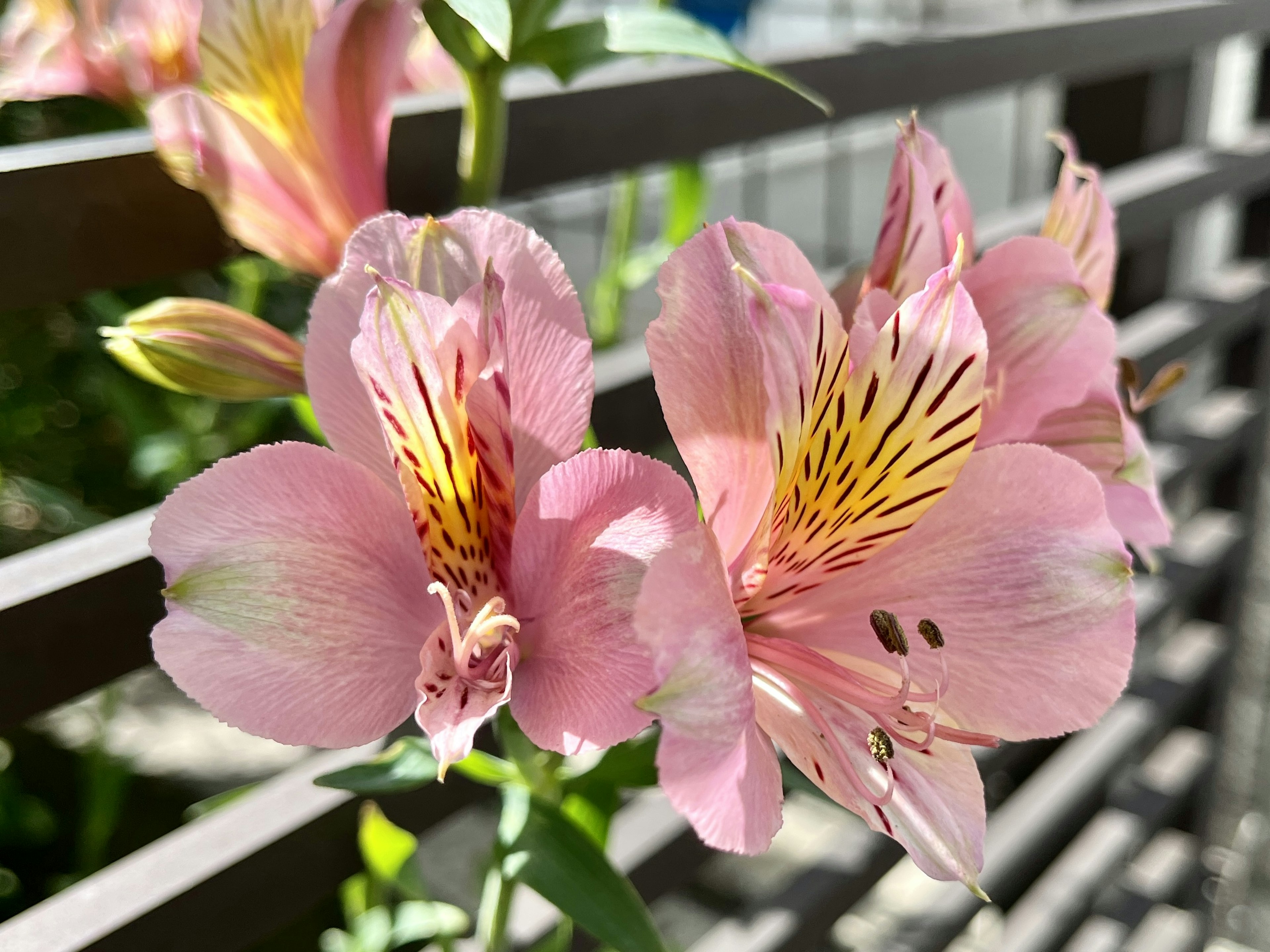 Bunga Alstroemeria berwarna pink mekar di latar belakang pagar kayu