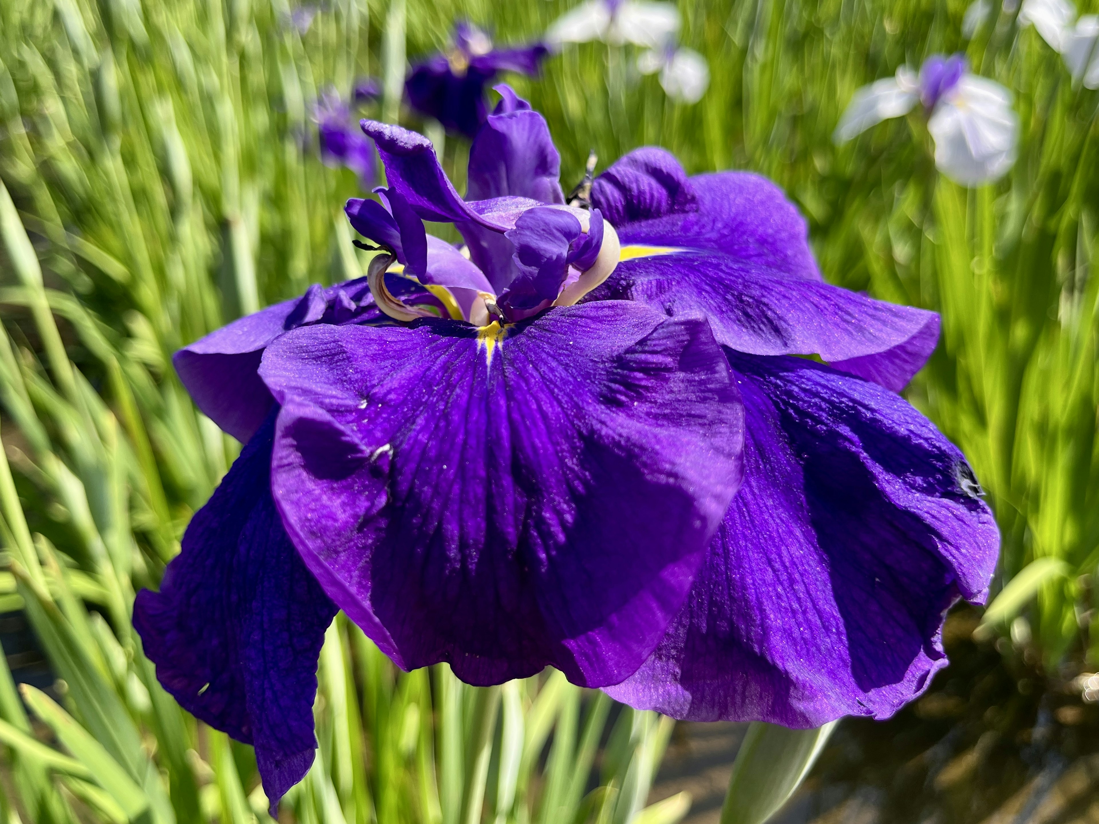 Primo piano di un vibrante fiore di iris viola circondato da foglie verdi