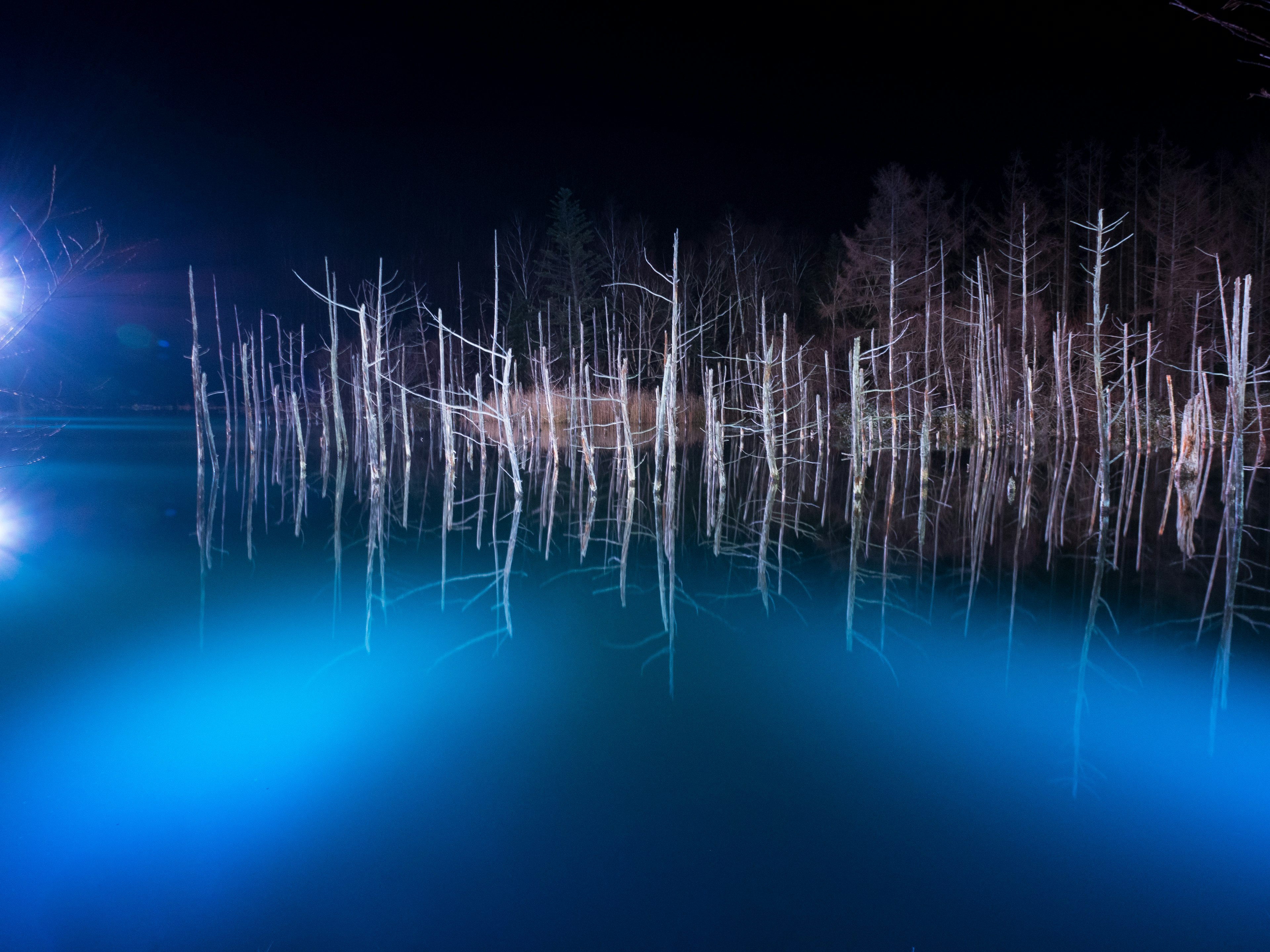 A serene lake with white trees standing in water reflecting blue light