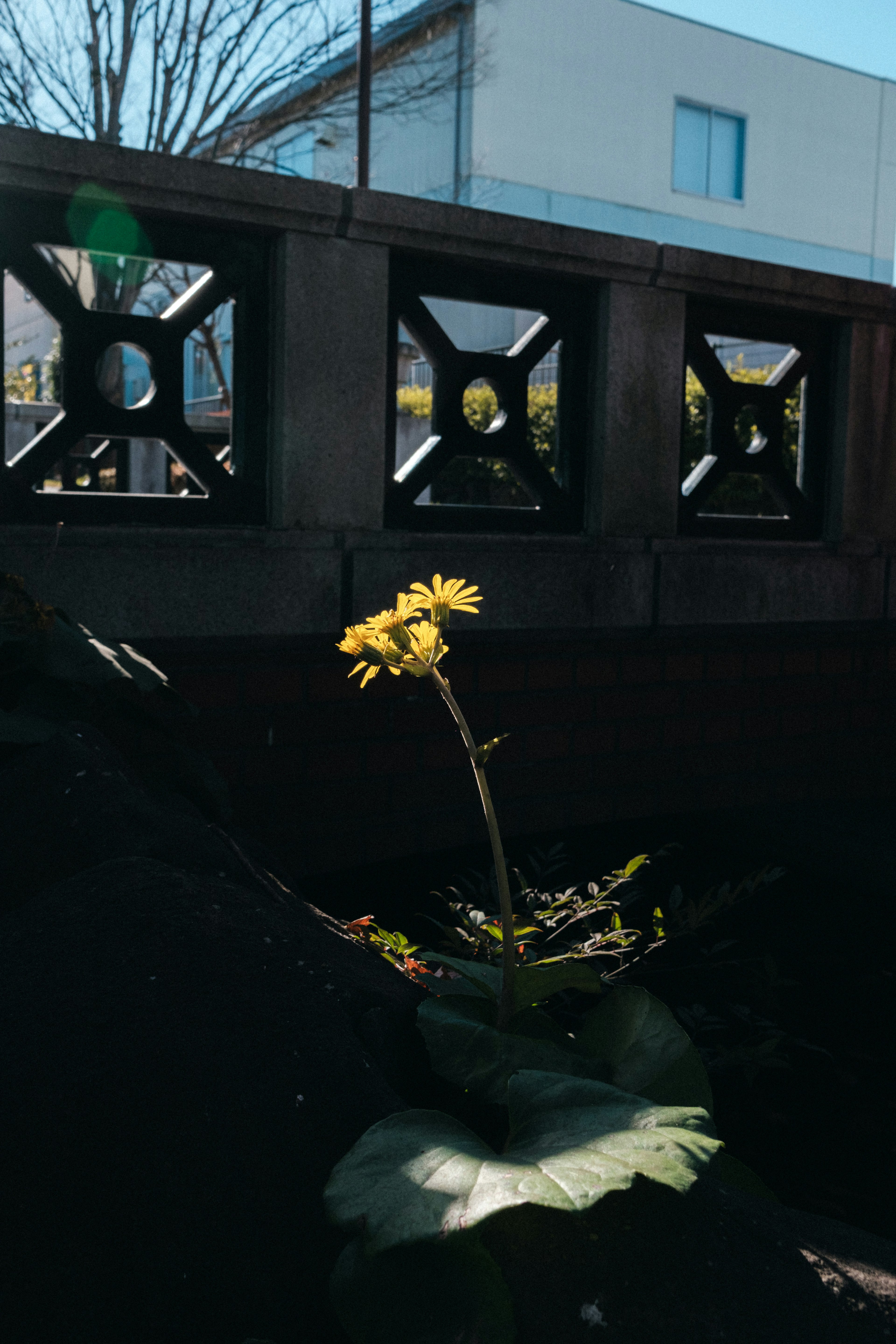 A plant with yellow flowers and leaves emerging from between a concrete wall