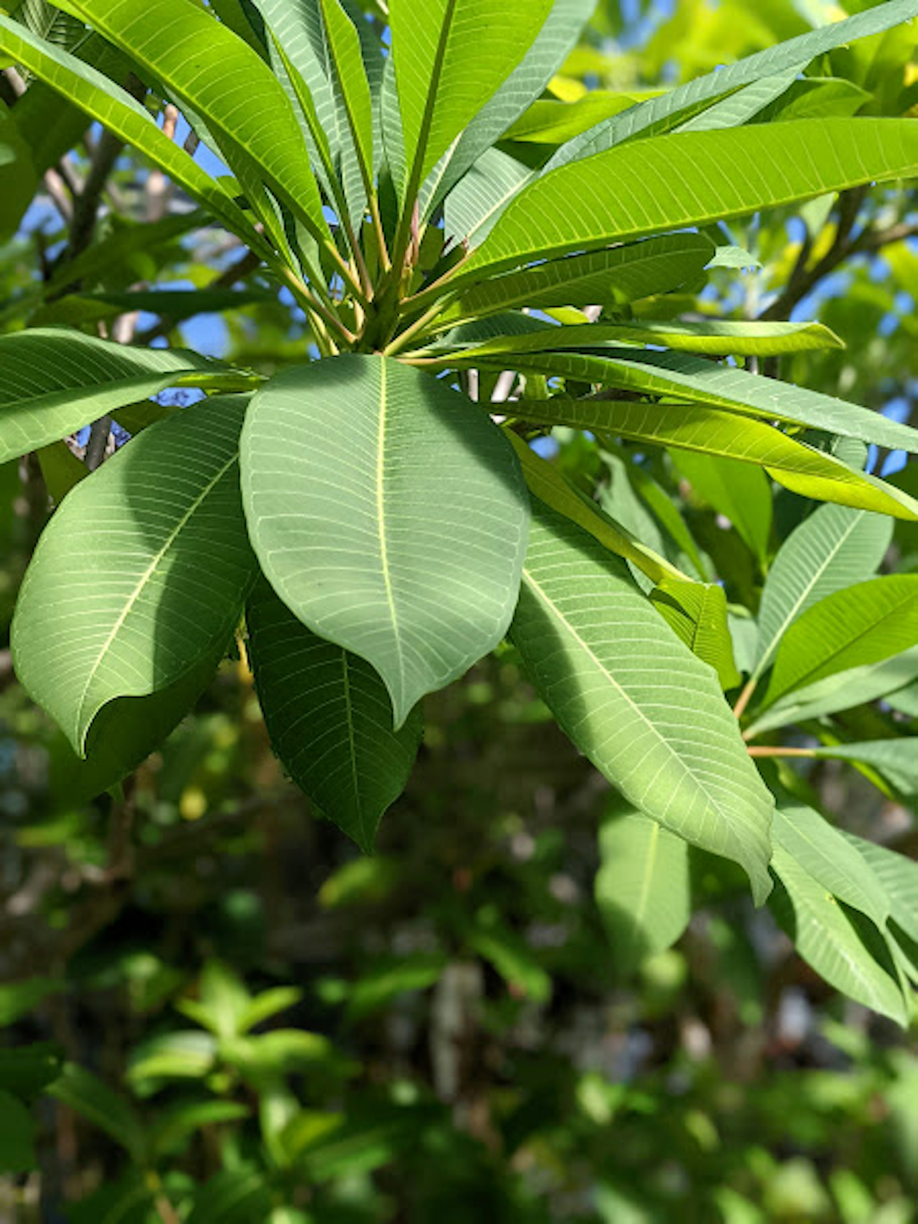 緑の葉が茂る植物のクローズアップ