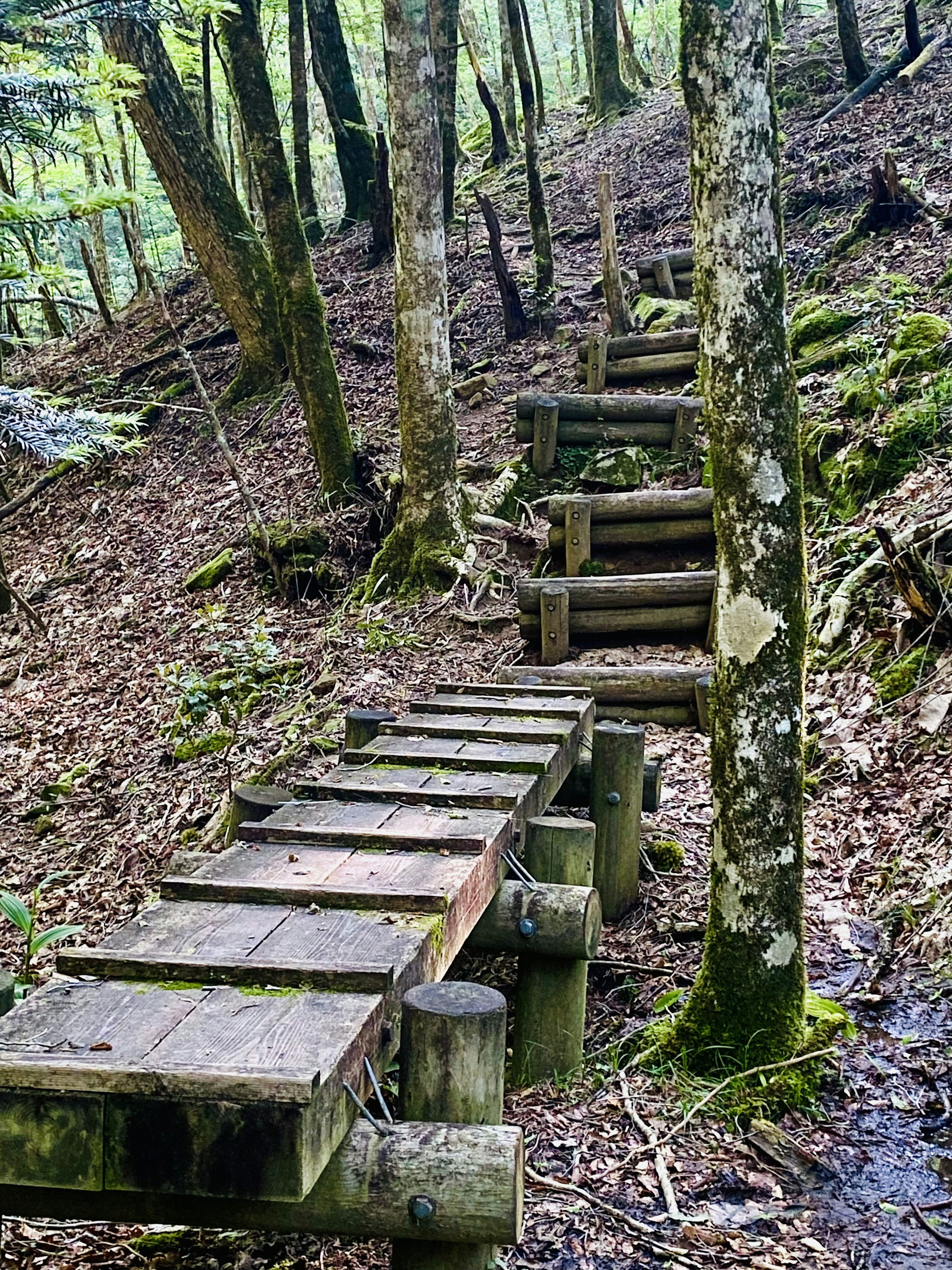 Escaleras y camino de madera en un bosque verde